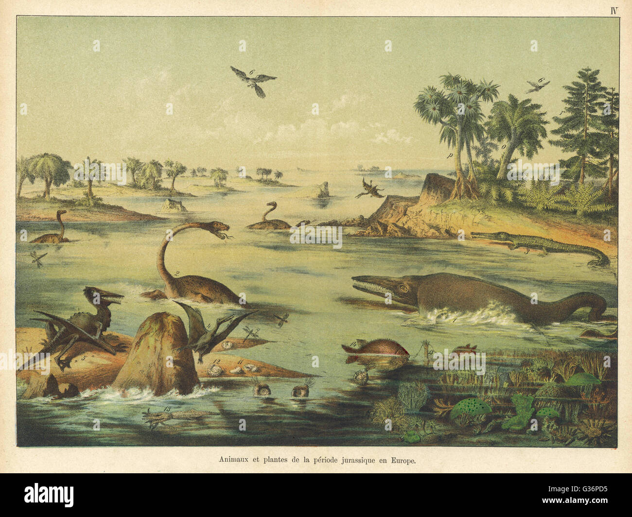 Animals and plants of the Jurassic era in Europe.          Date: BCE Stock Photo