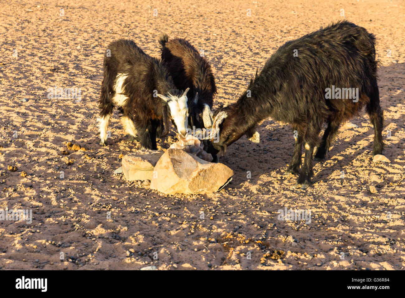 Goats licks salt from stones Stock Photo Alamy