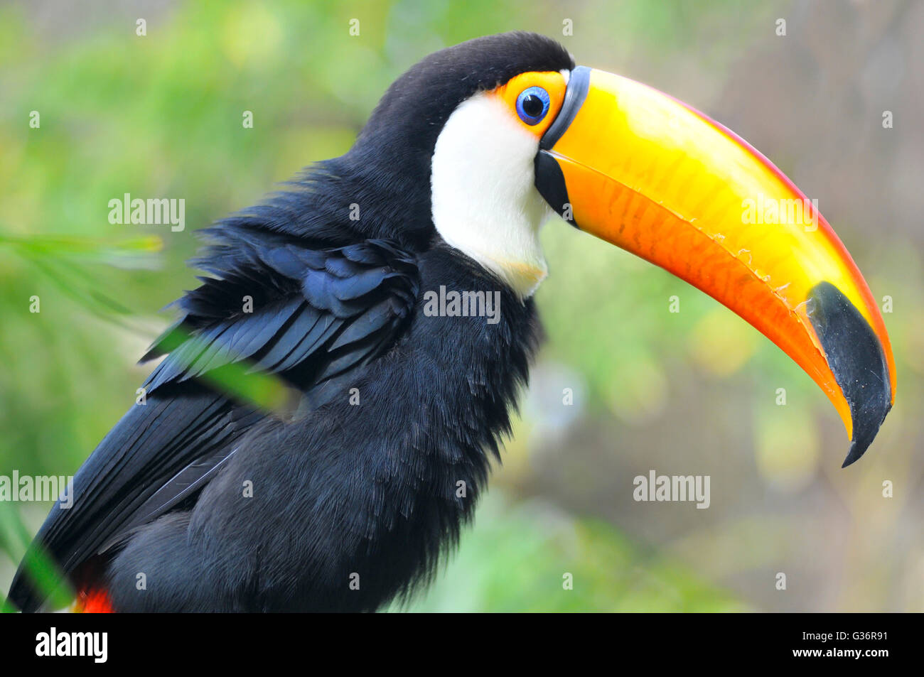Toucan eye hi-res stock photography and images - Alamy