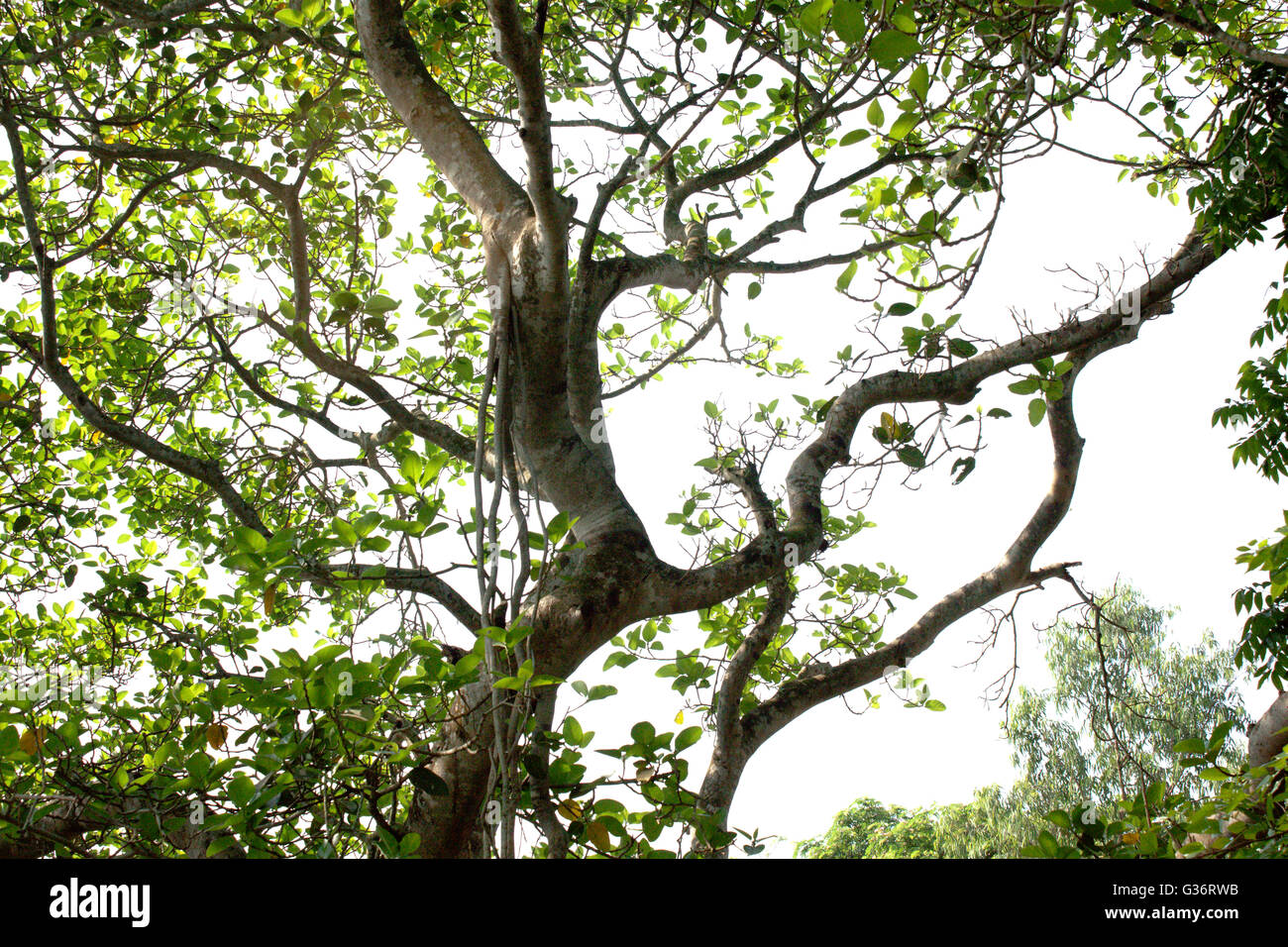 A Tree at Khulna,Bangladesh. Stock Photo
