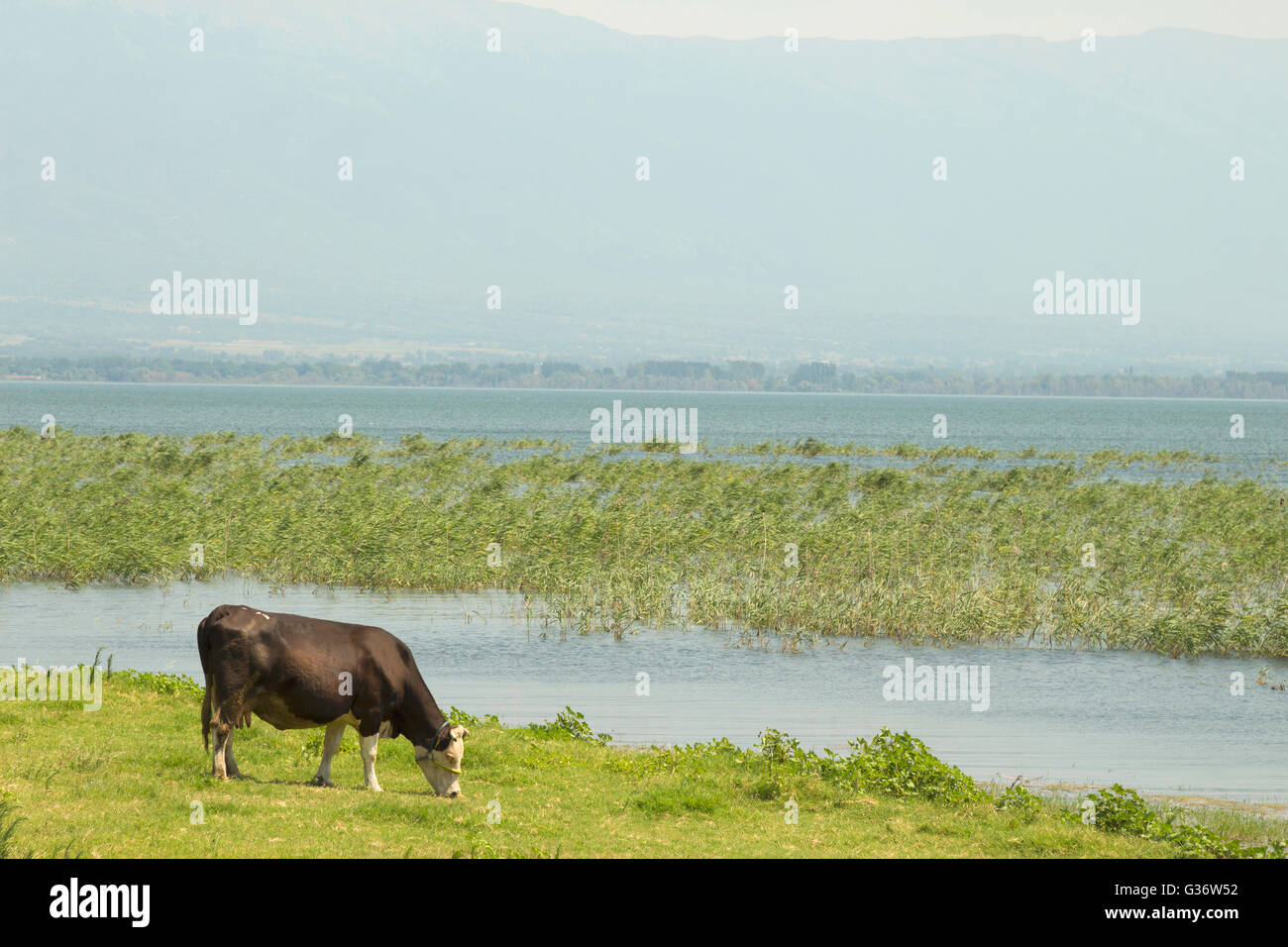 Cow grazing on pasture by lake Stock Photo - Alamy
