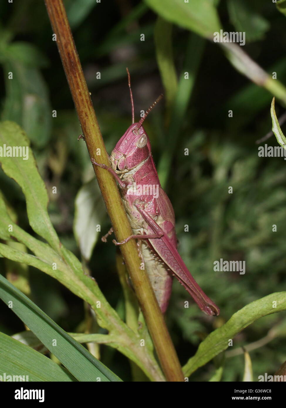 Katydid hires stock photography and images Alamy
