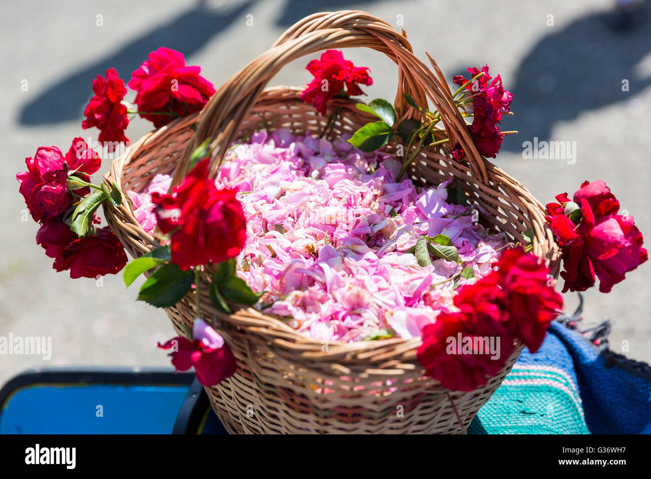 Pink rose blossom in basket during the rose picking season in Kazanlak