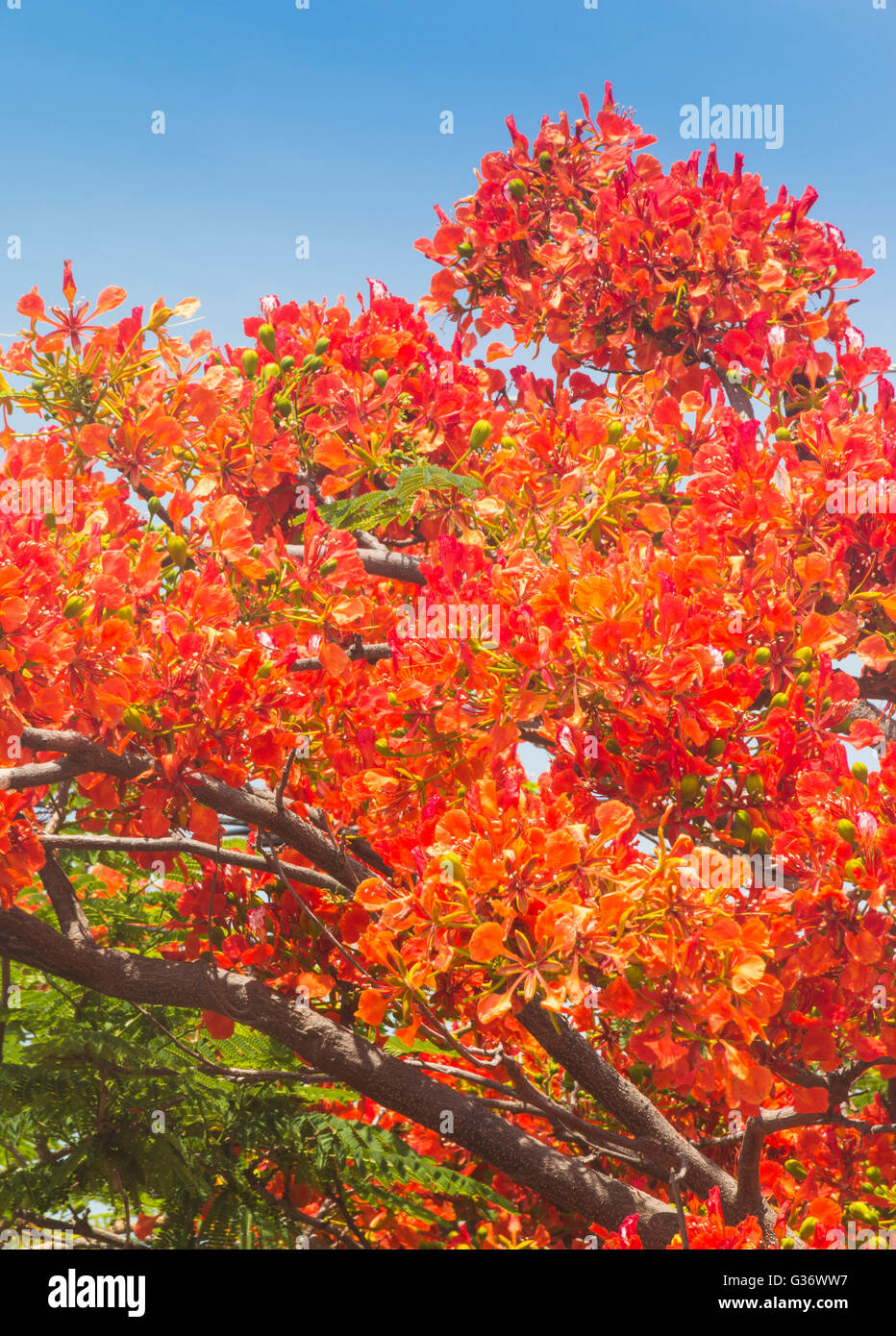 Flame tree, royal poinciana, flam boyant Stock Photo