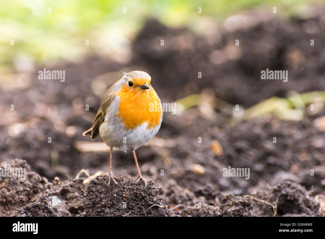 Front view of Robin Redbreast (Erithacus rubecula) standing on bare ground. Stock Photo