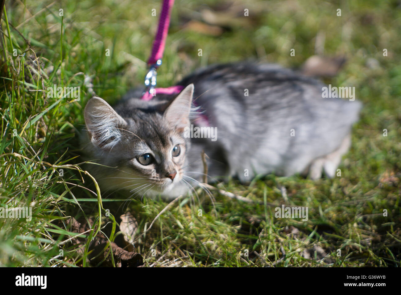 Young Somali longhair breed kitten in garden - on a harness and lead for safety Stock Photo