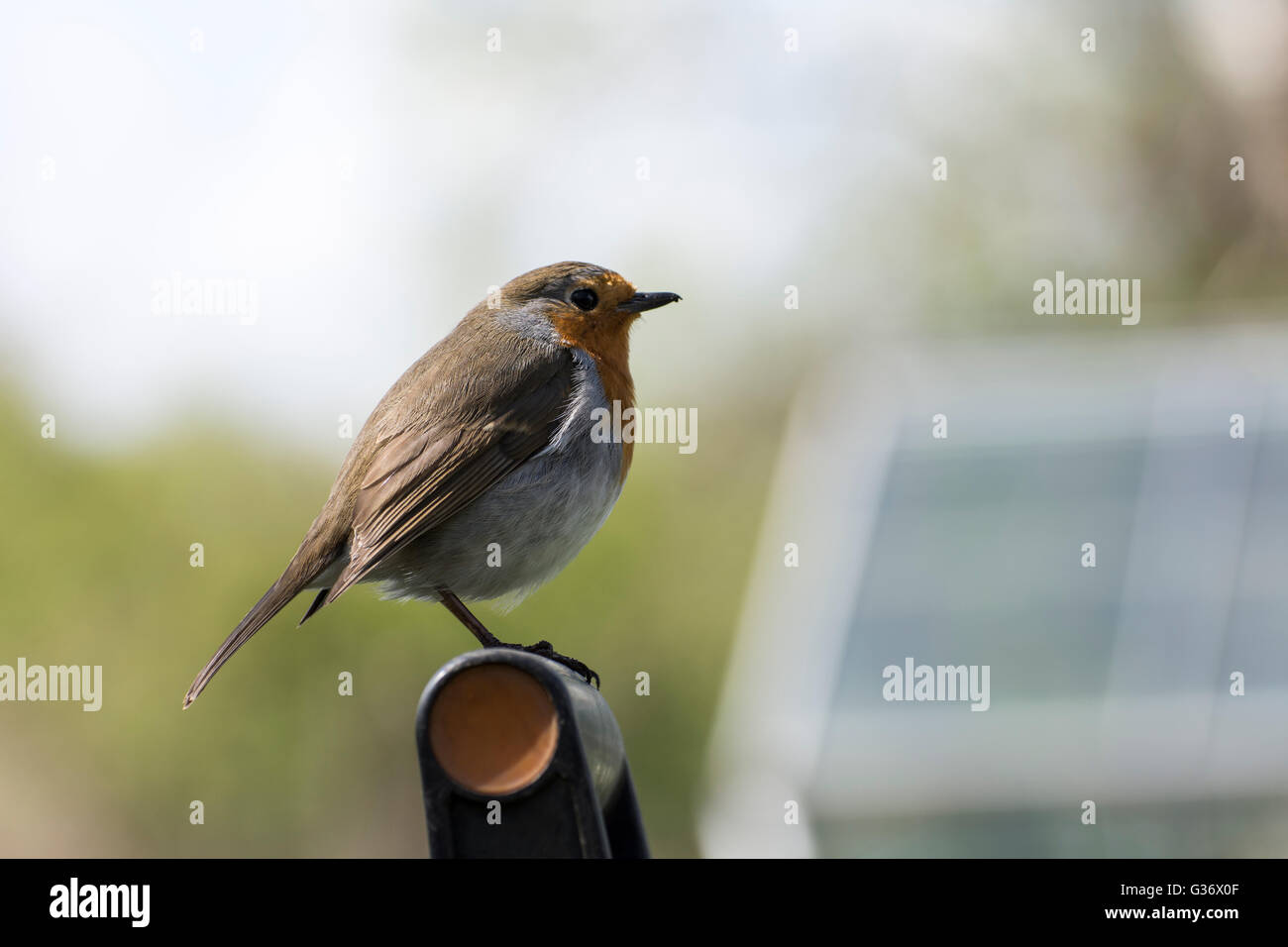 Side view of Robin Redbreast (Erithacus rubecula) perched on a spade handle Stock Photo