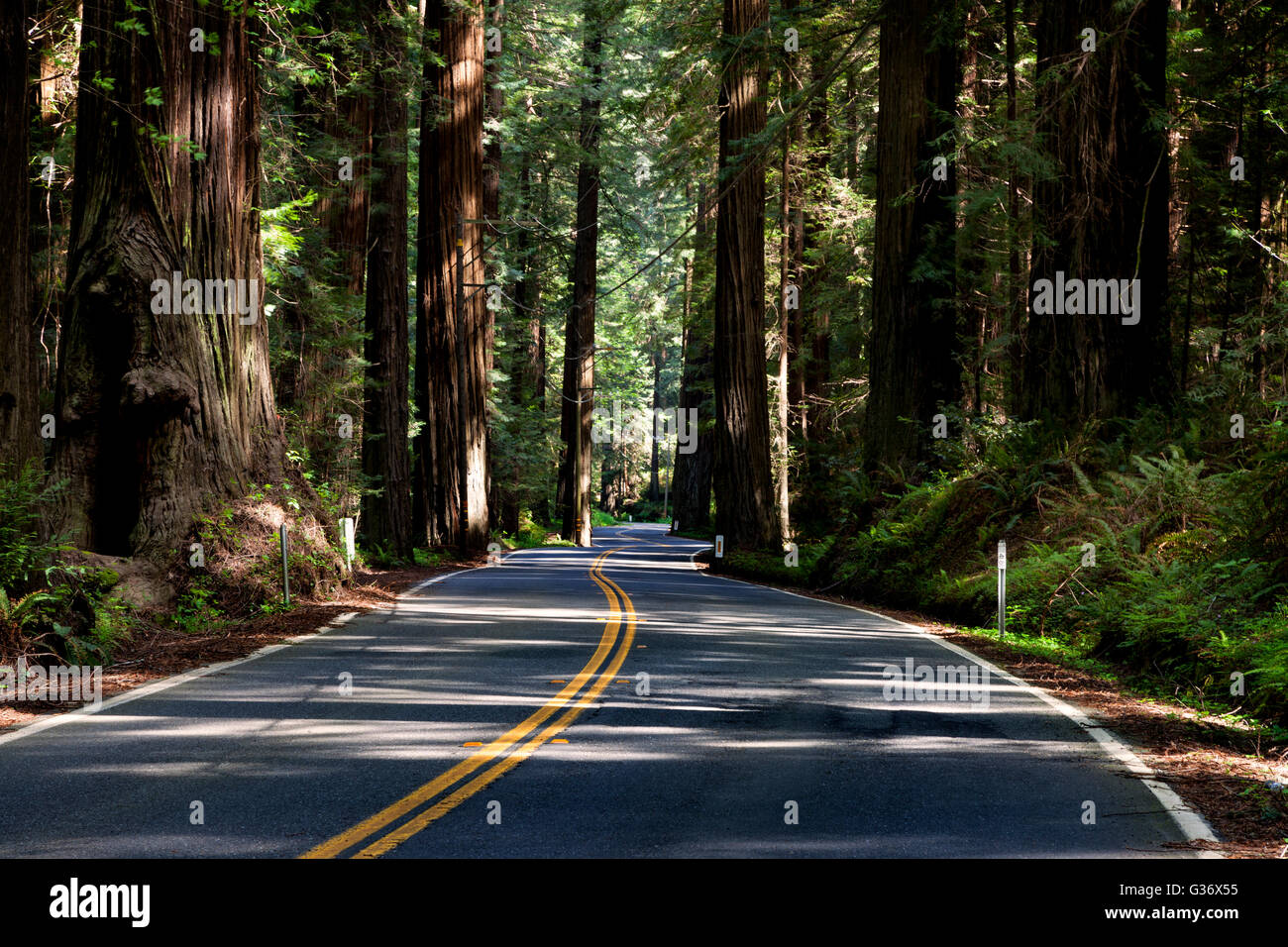 Historic US 101 winds its way through redwood groves at the Avenue of the Giants near Weott, California Stock Photo