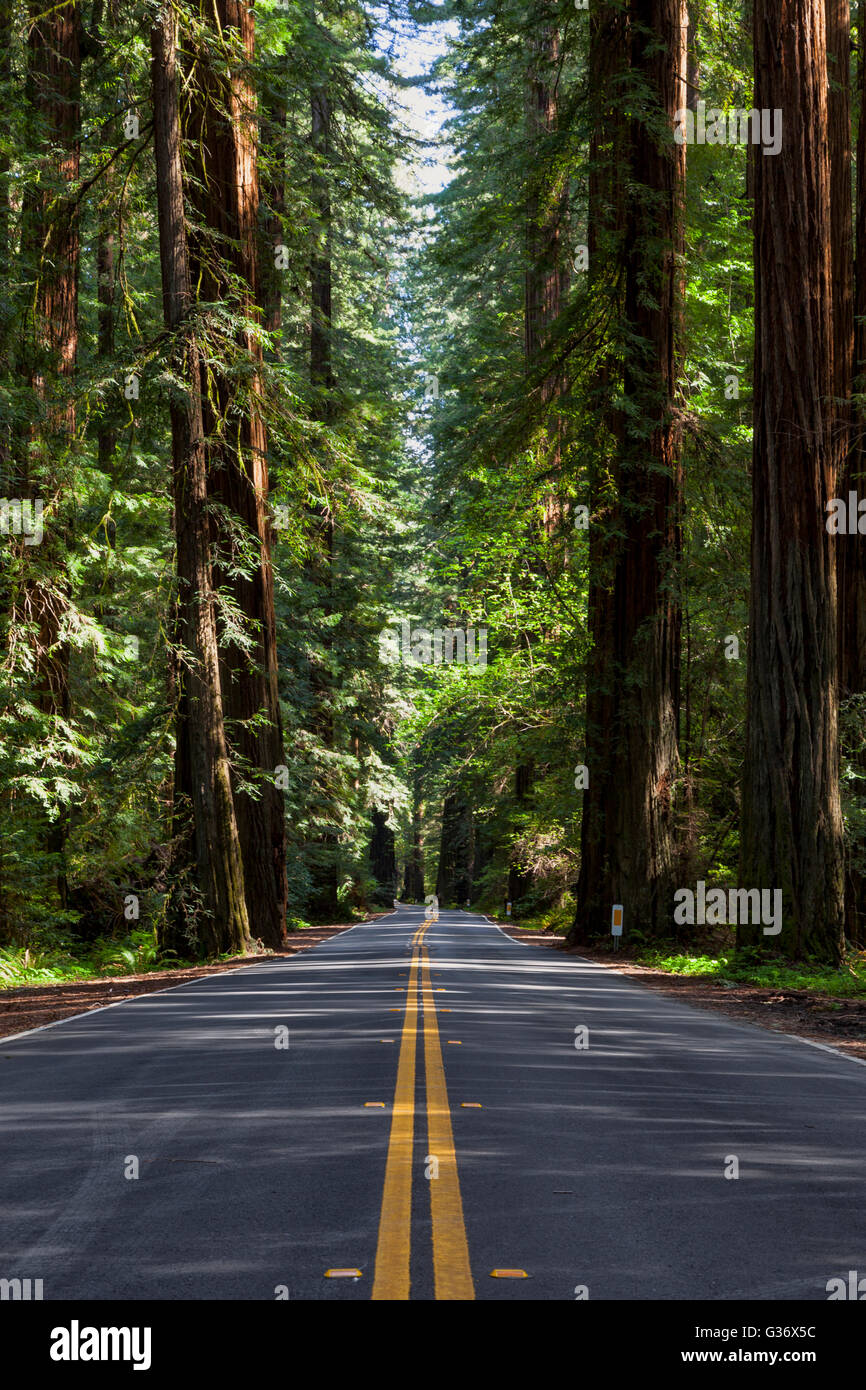 Historic US 101 winds its way through redwood groves at the Avenue of the Giants near Weott, California. Stock Photo