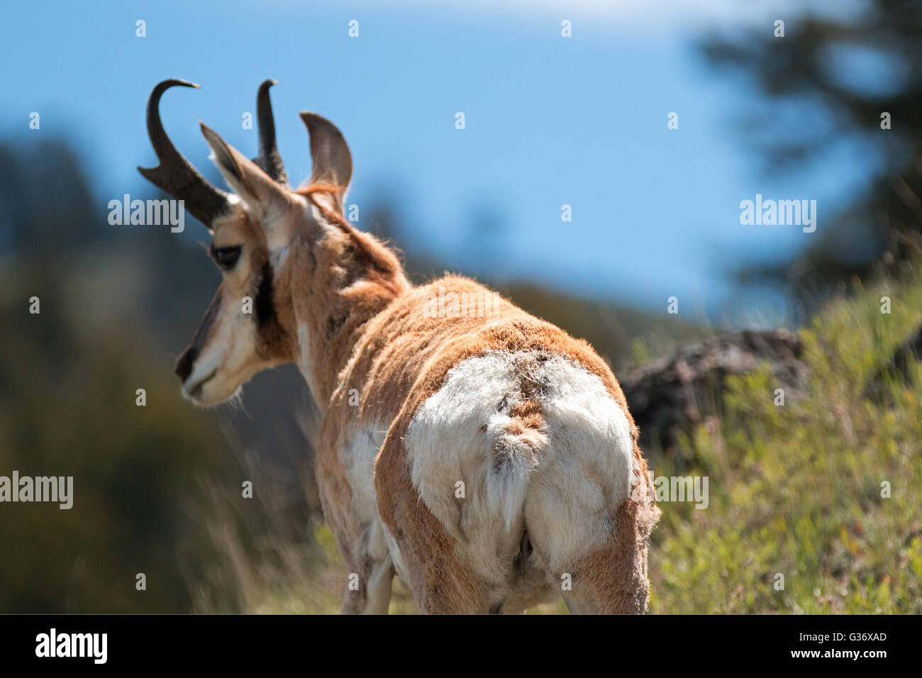 American Pronghorn Antelope in the Slough Creek area of the Lamar Valley in Yellowstone National