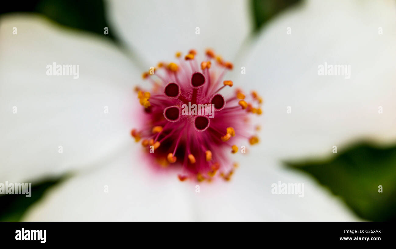 White flower with purple center hi-res stock photography and images - Alamy