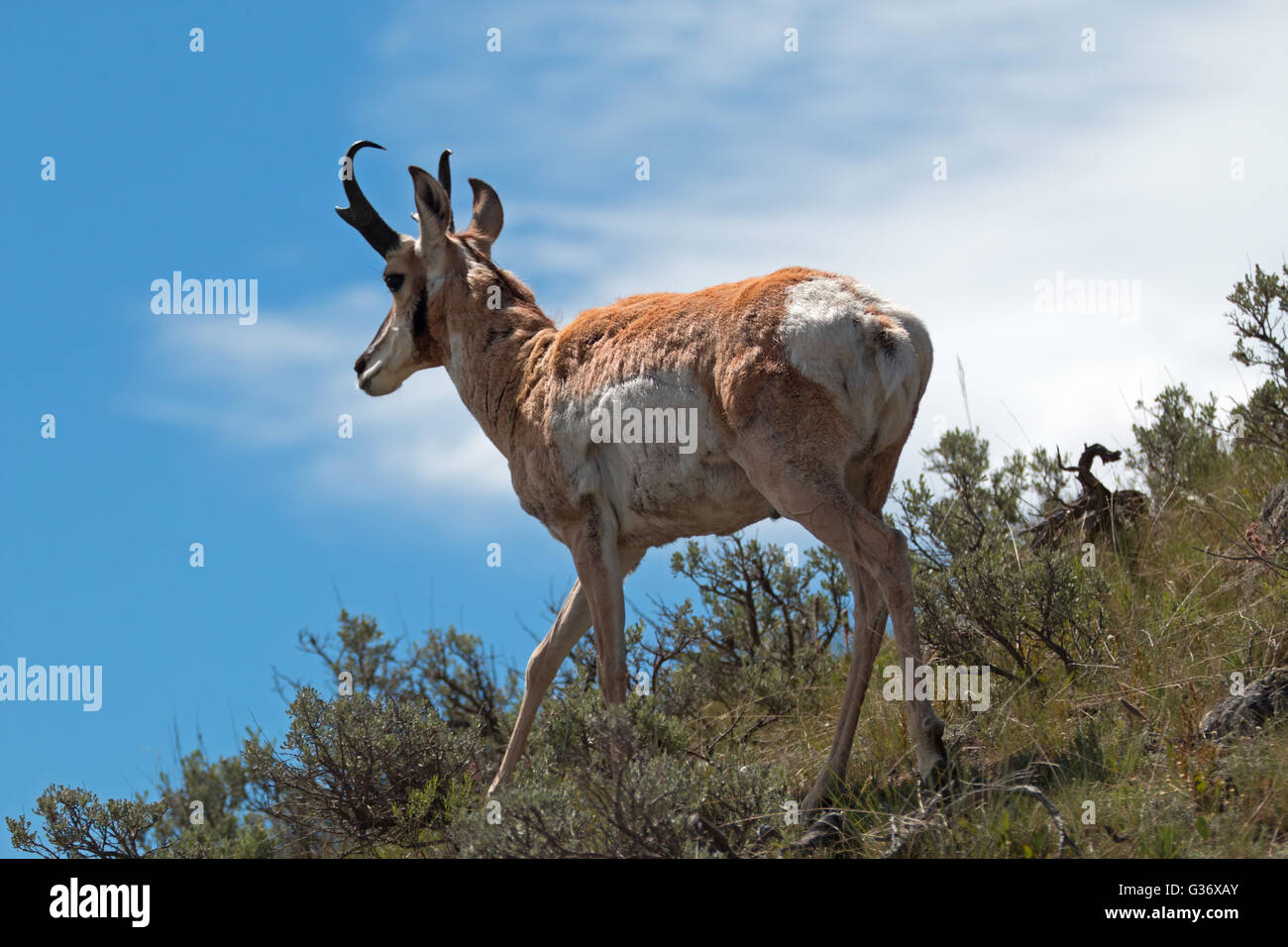 American Pronghorn Antelope in the Slough Creek area of the Lamar Valley in Yellowstone National