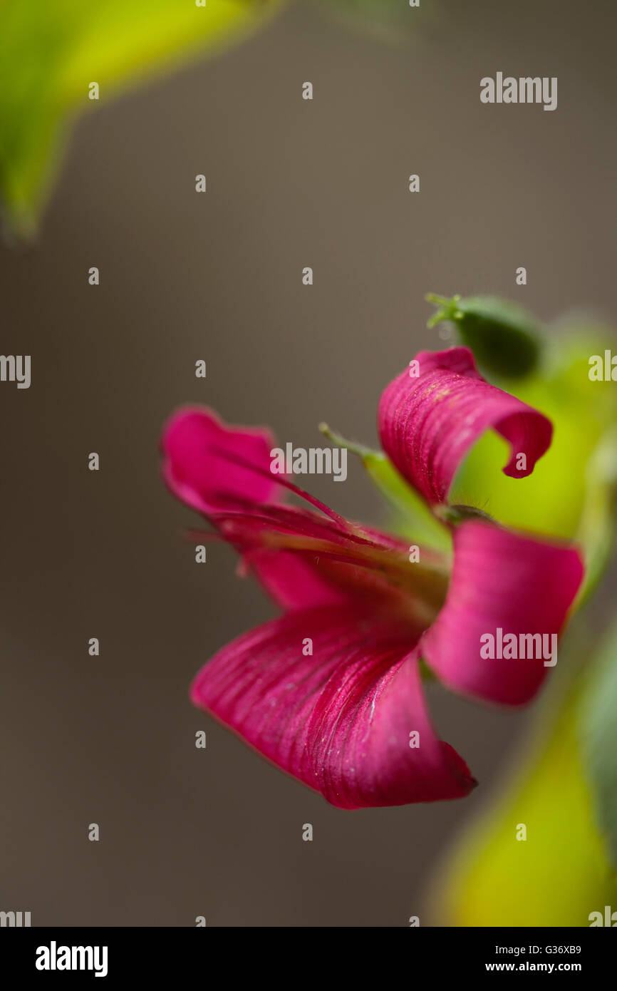 Nohoanu, hinahina, Cranesbill, Geranium arboreum A. Gray, Geraniaceae L., Endemic, Endangered, TNC OGG, East Maui Watershed, Wai Stock Photo
