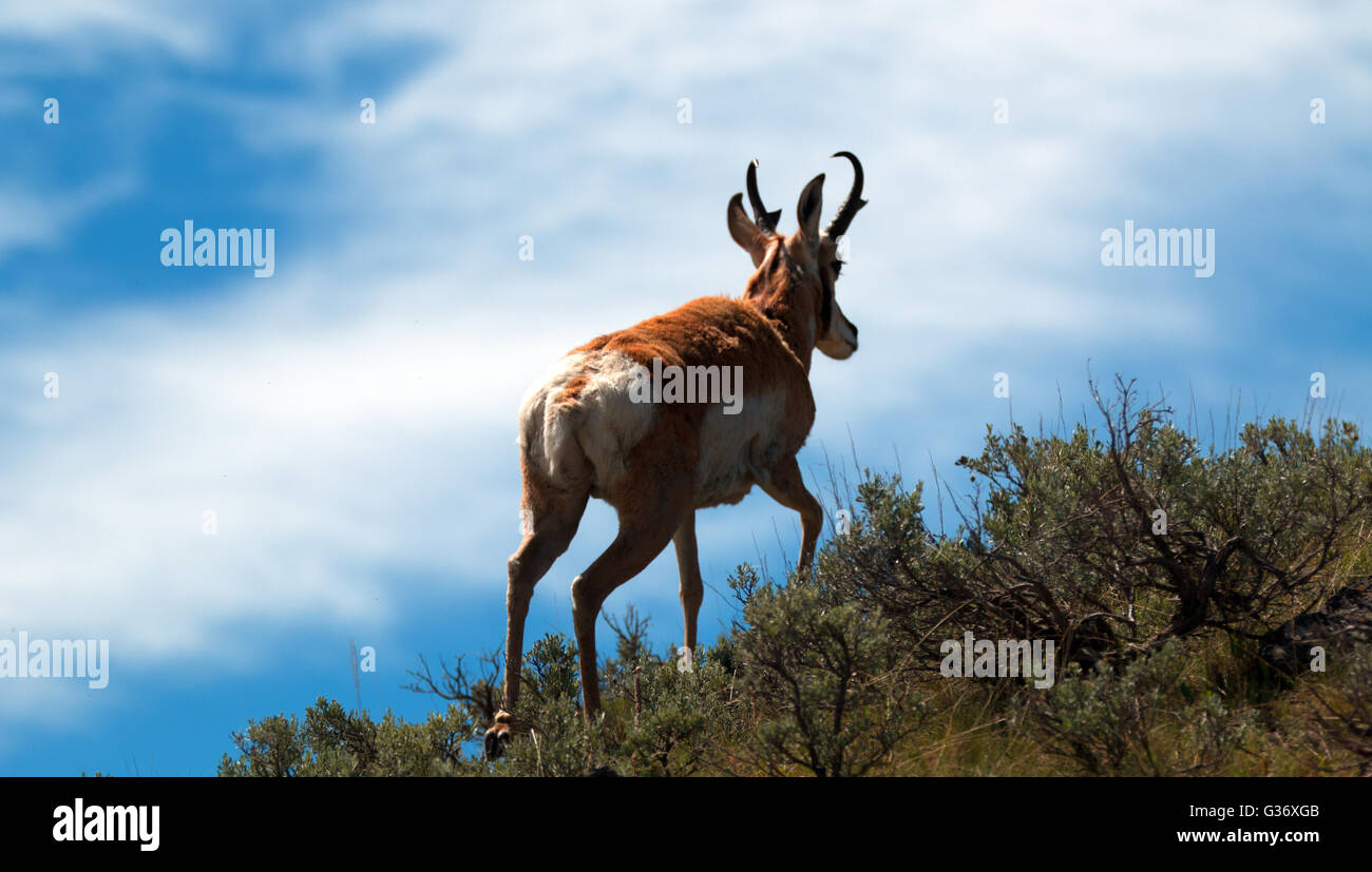 American Pronghorn Antelope in the Slough Creek area of the Lamar Valley in Yellowstone National