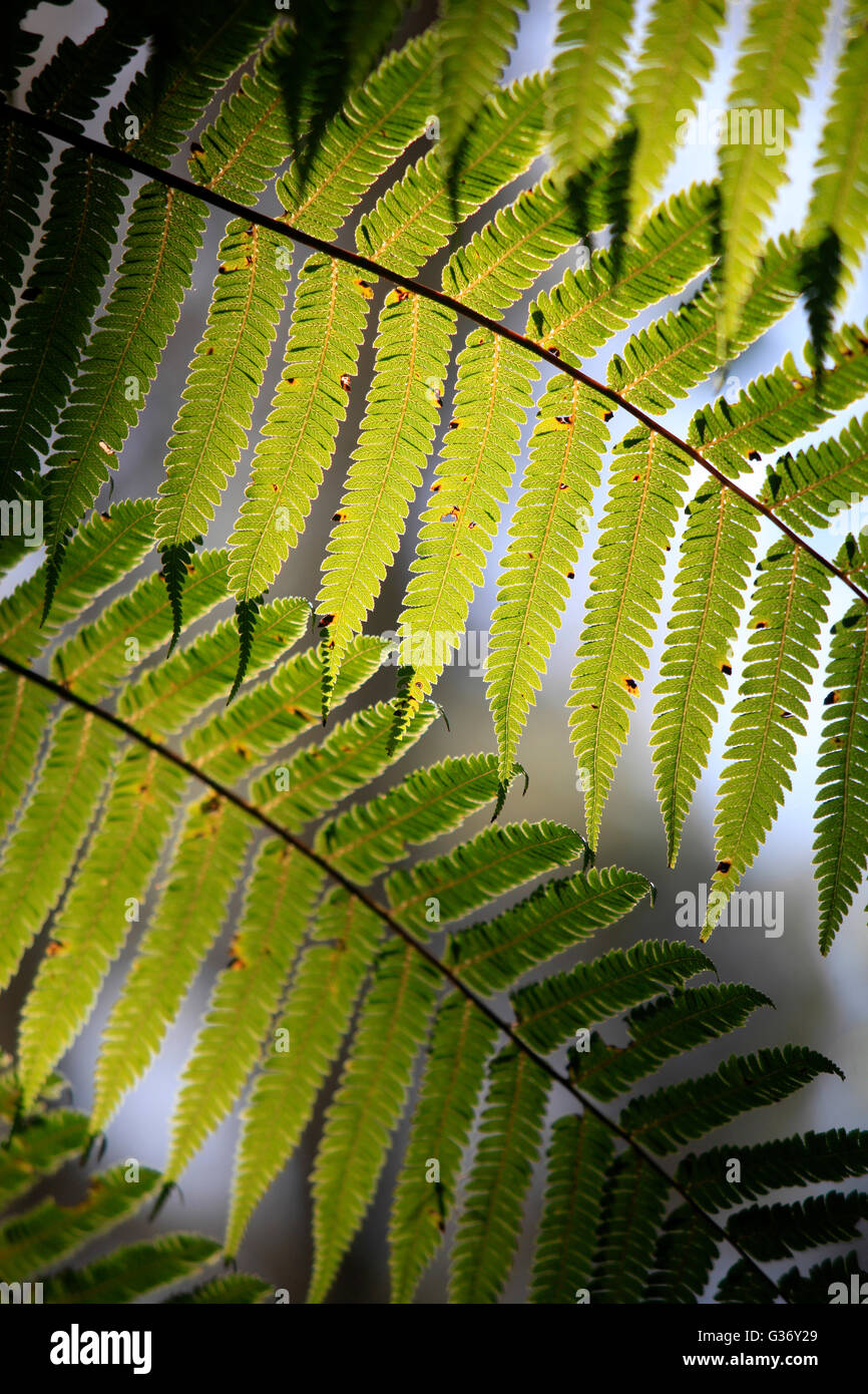 Dappled sun on fern fronds at Zealandia Karori Sanctuary, Wellington Stock Photo