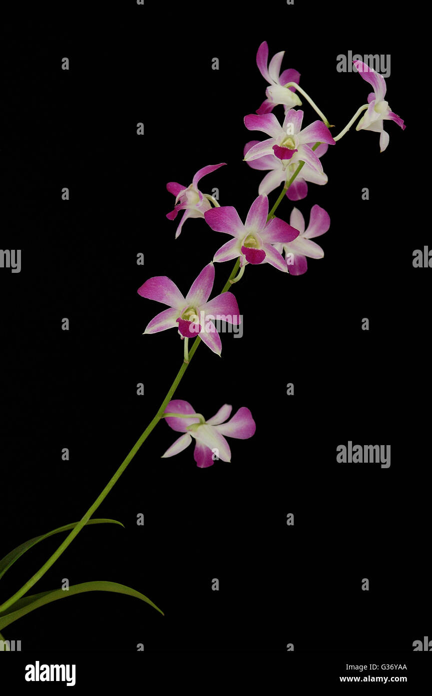 orchid, dendrobium on black background, Stock Photo