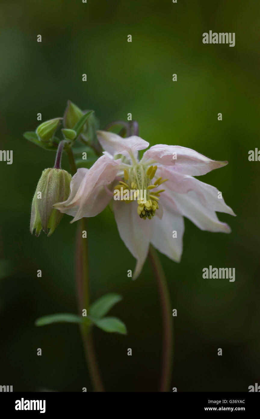 Aquilegia vulgaris Anemoniflora Stock Photo