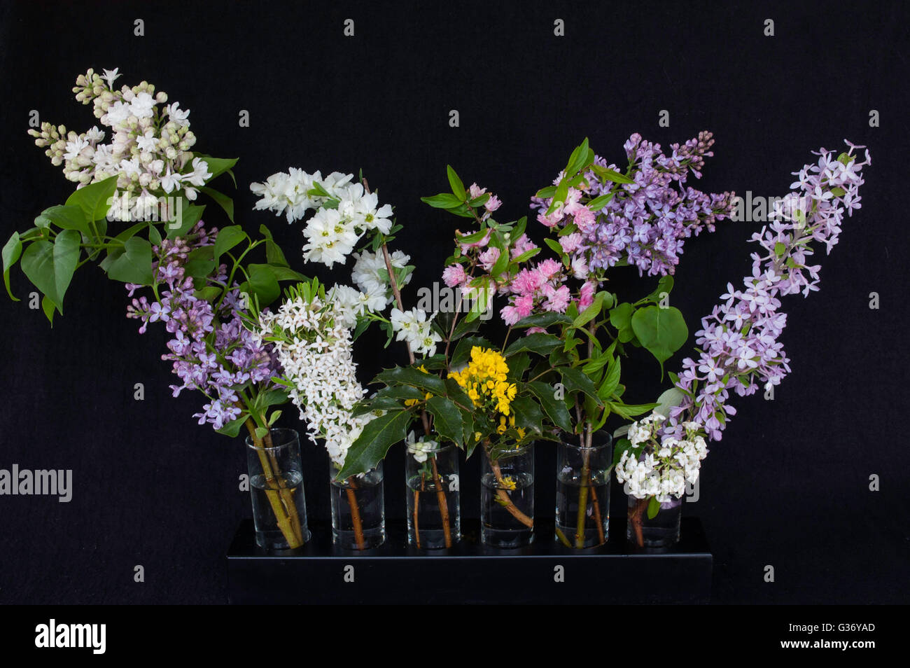 Spring flowering shrubs collection, including:  Syringa Beauty of Moscow, Exochorda, Daphne, Mahonia, Prunus, mahonia, viburnum Stock Photo