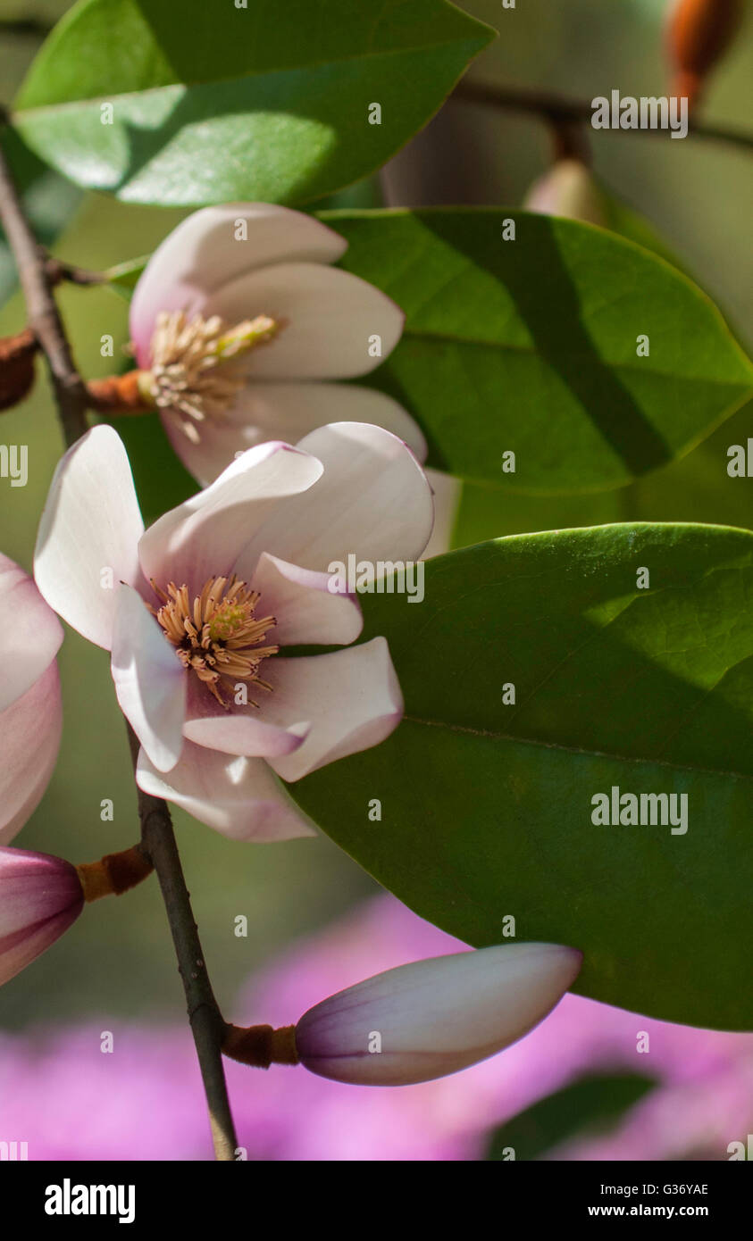 Michelia FAIRY  BLUSH,  Fairy Magnolia, evergreen Michelia hybrid, Stock Photo