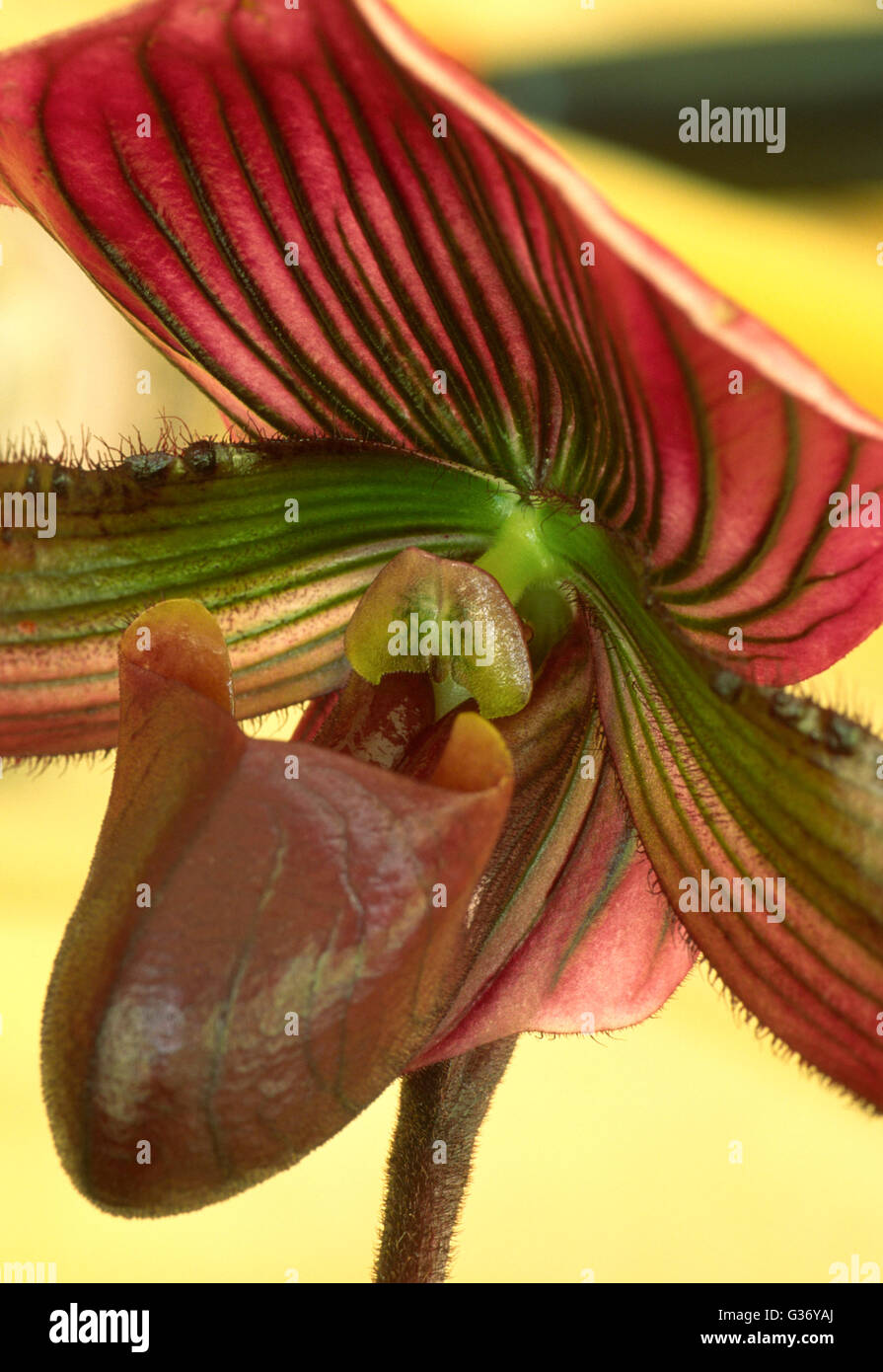 orchid, paphiopedilum, Slipper orchid, Lady Slipper, Stock Photo