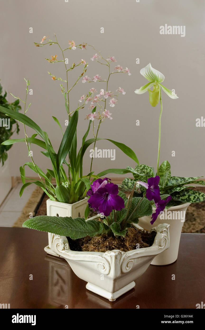 orchid, potted collection, Oncidium, Paphiopedilum and Streptocarpus, Stock Photo