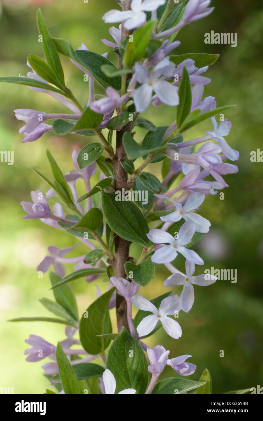 Daphne mezereum Stock Photo