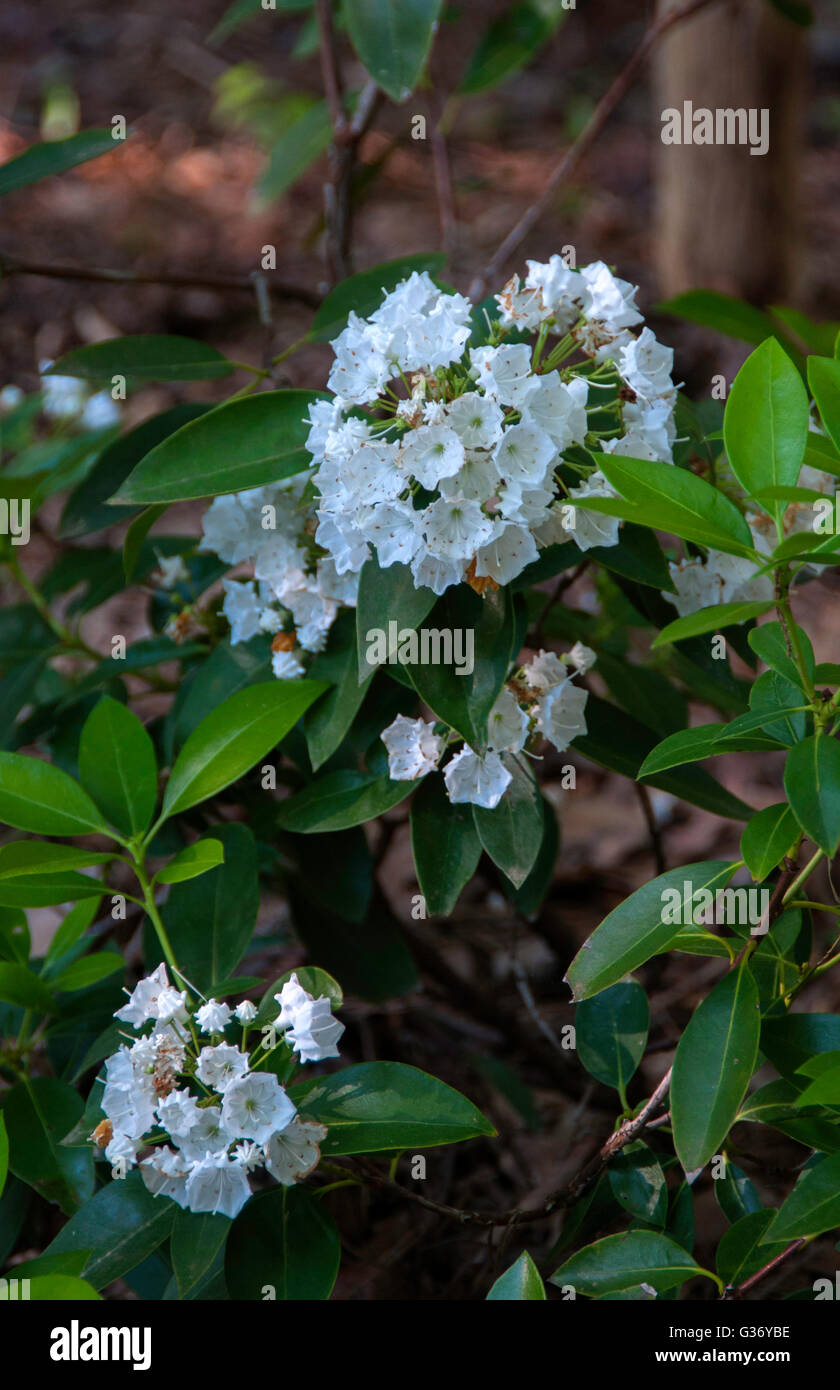 Kalmia 'PRISTINE' ,White flowering mountain laurel Stock Photo