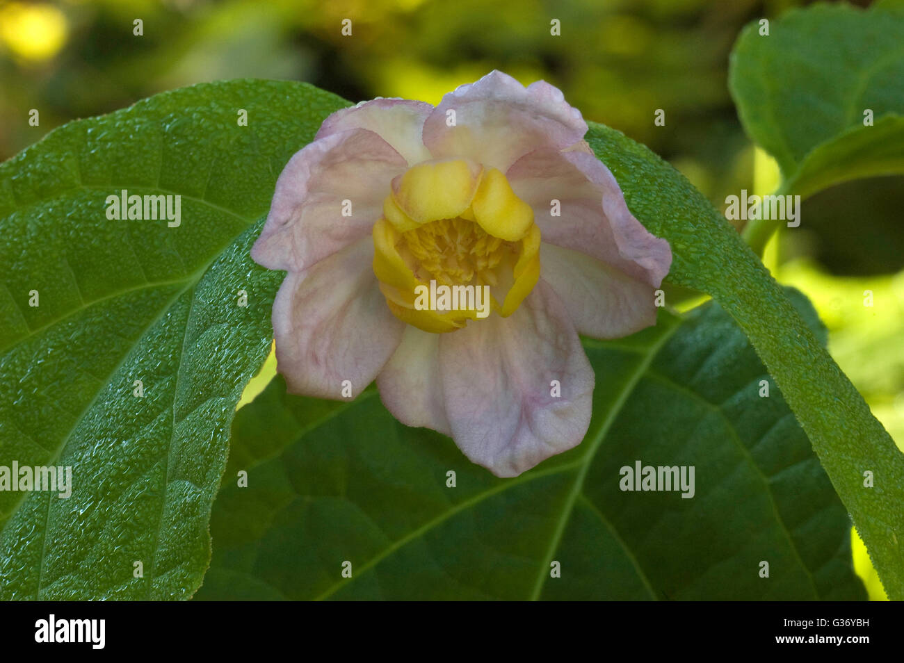 Calycanthus sinensis,  aka, Sinocalycanthus ,CHINESE WAX SHRUB Stock Photo