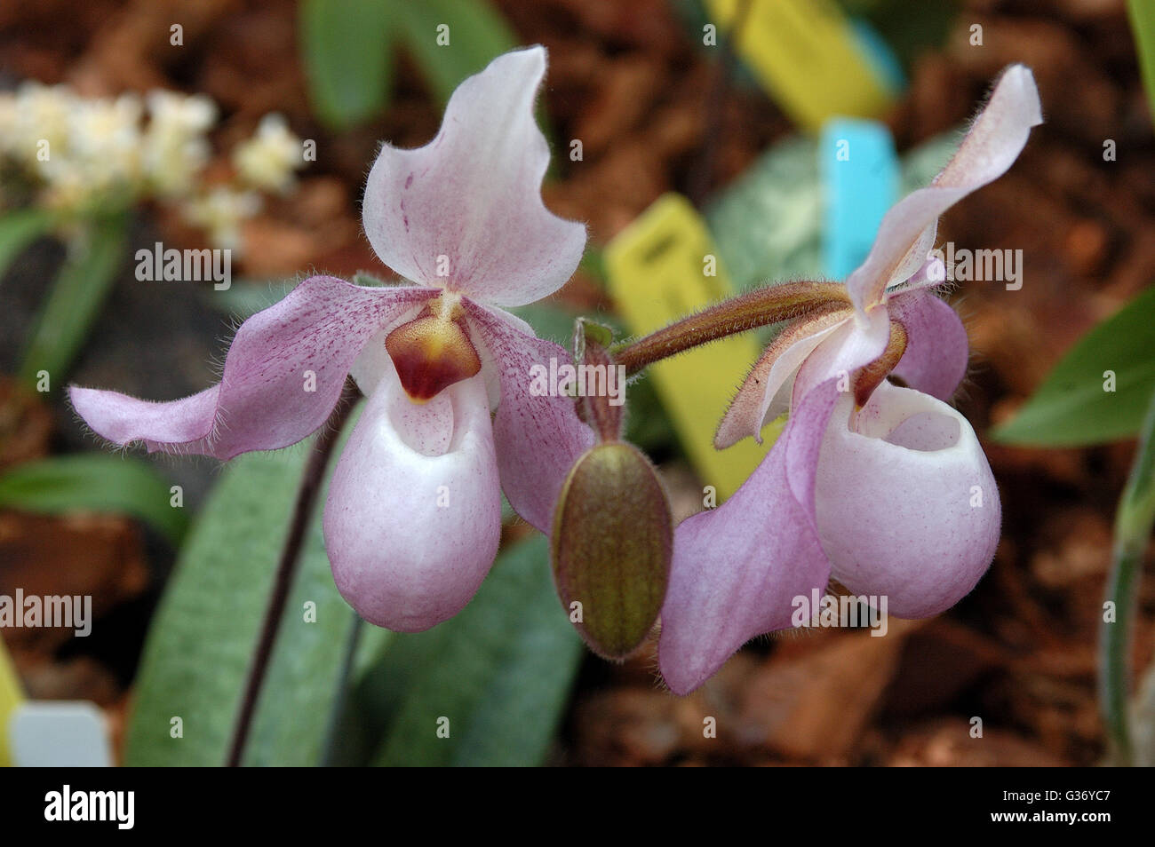 orchid,  Paphiopedilum delophyllum - Paphiopedilum delenatii x Paphiopedilum glaucophyllum Stock Photo
