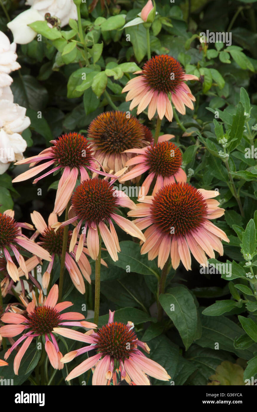 Echinacea, Meadowbrite, Orange, Coneflower Stock Photo