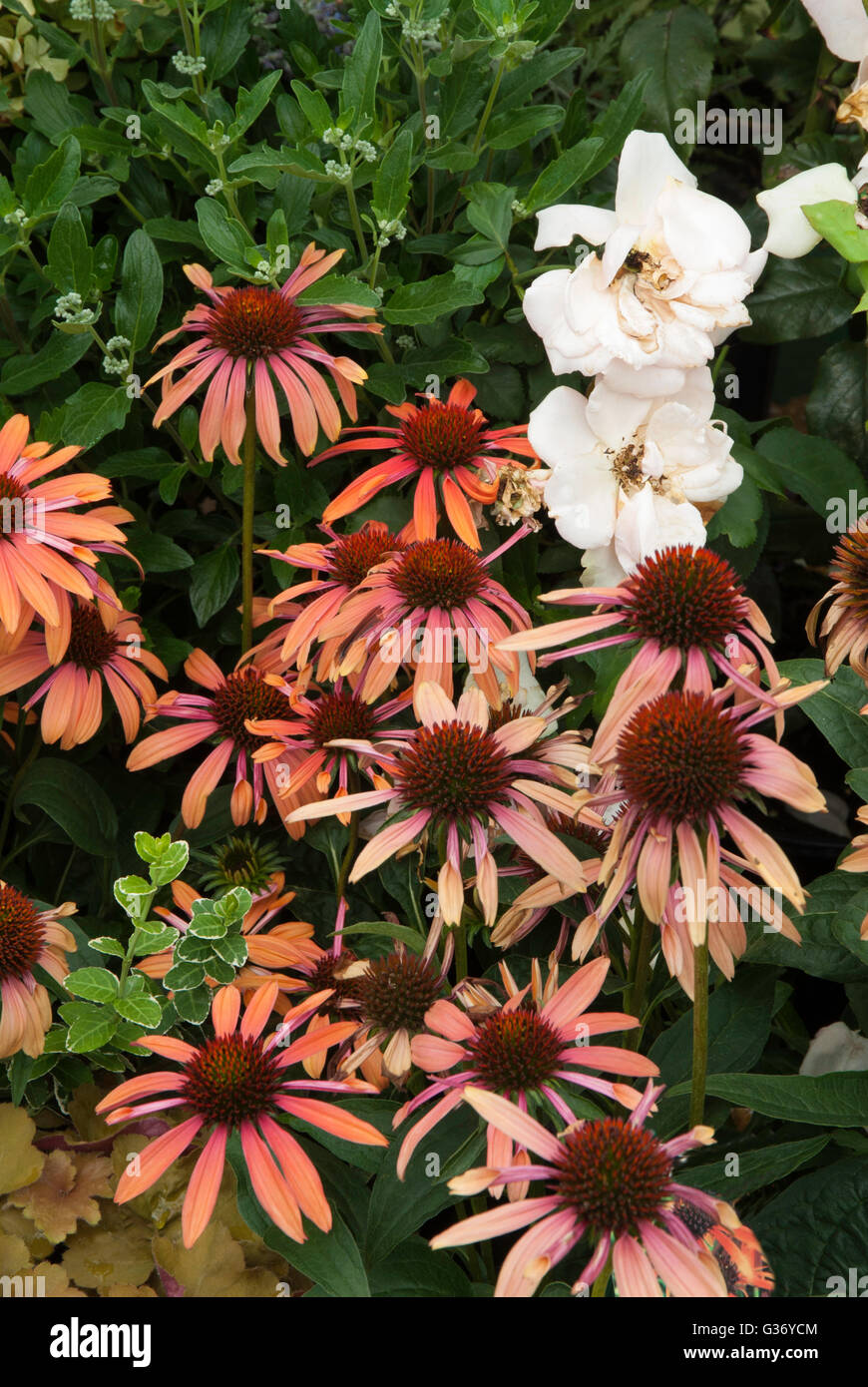 Echinacea Meadowbrite Orange Stock Photo