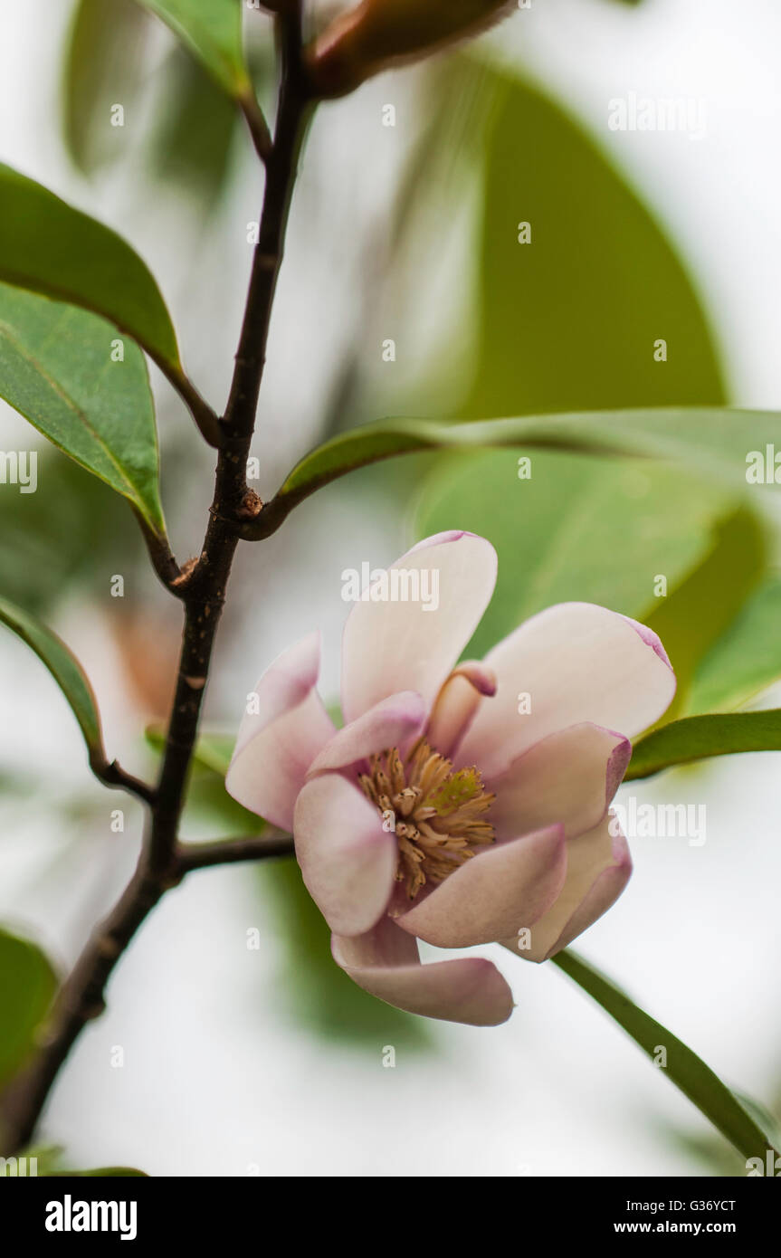 Michelia FAIRY BLUSH,  Magnolia hybrid, New Zealand bred, Stock Photo