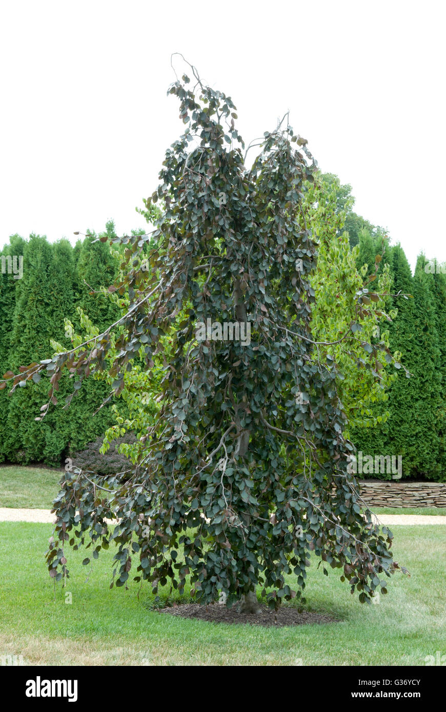 Fagus sylvatica purpurea pendula,weeping beech,tree Stock Photo