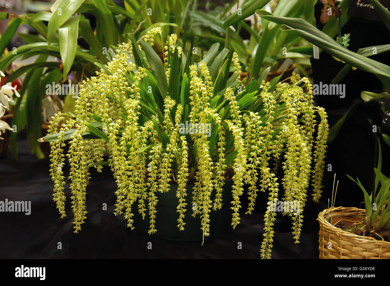 Dendrochilum fragrans, orchid, Stock Photo