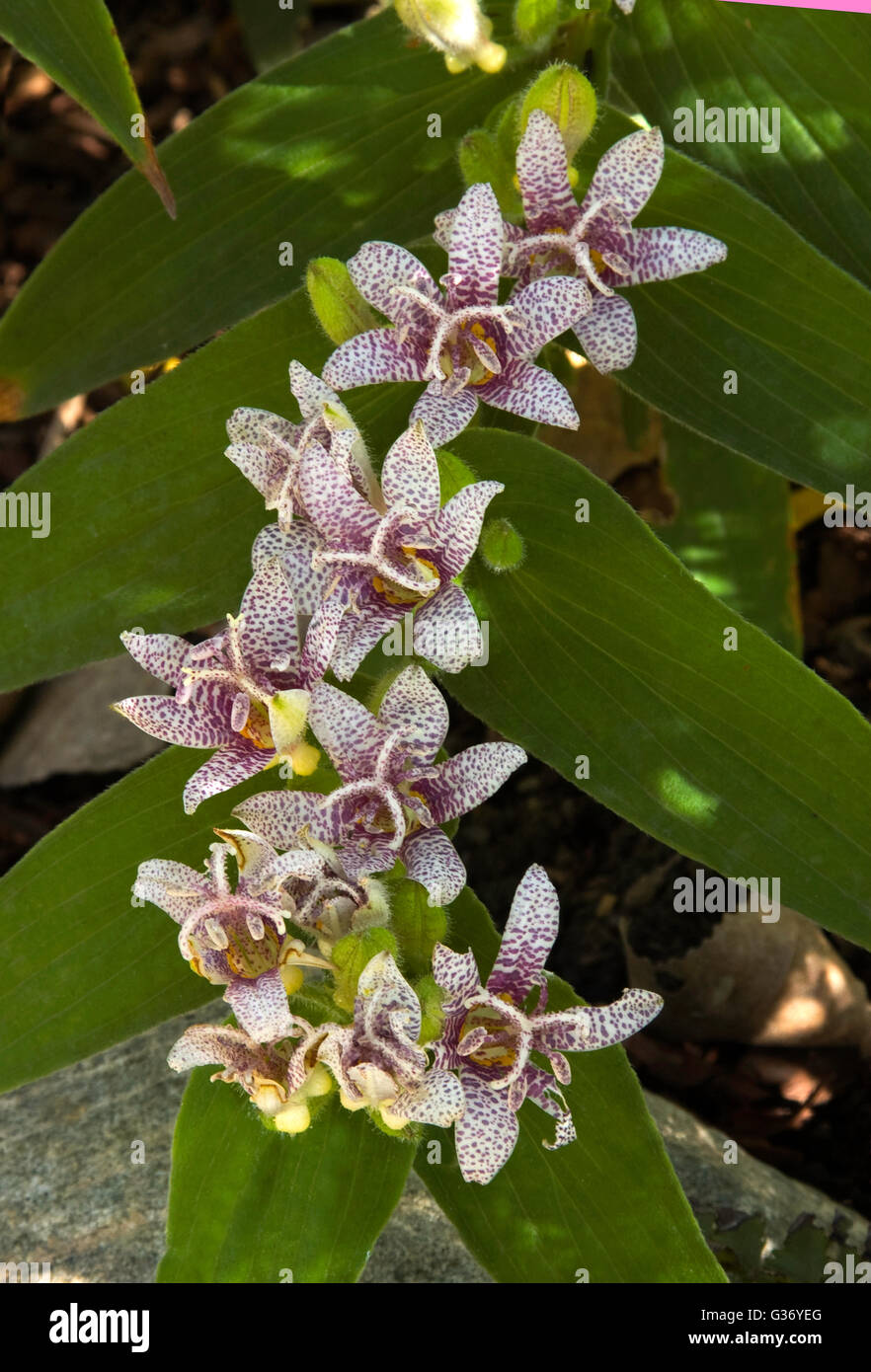 Tricyrtis formosana, toad lily Stock Photo