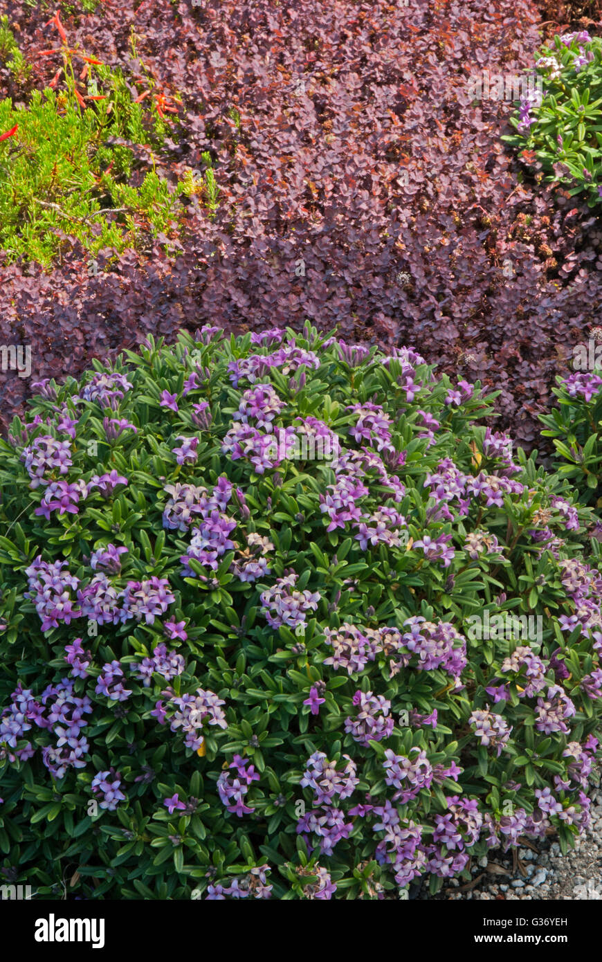 Daphe  flowering, Brooklyn botanic Garden Stock Photo