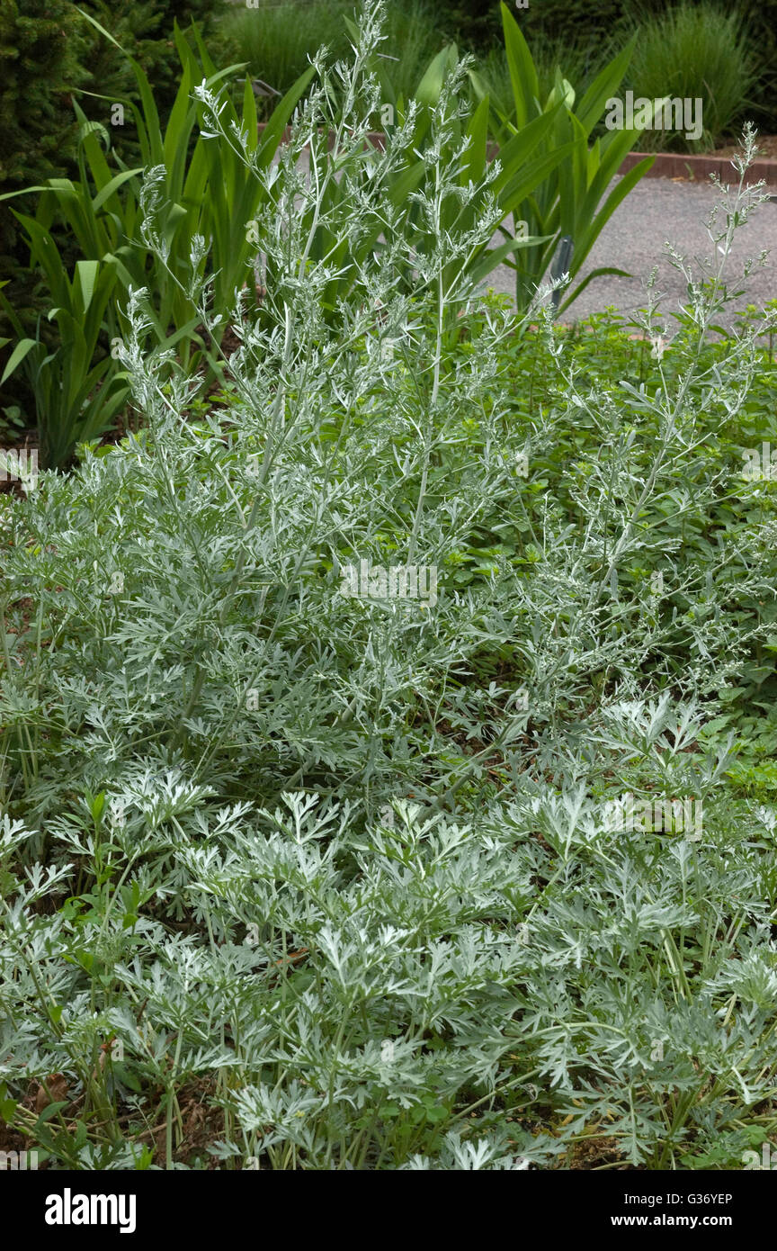 Artemisia absinthium, LAMBROOK SILVER Stock Photo