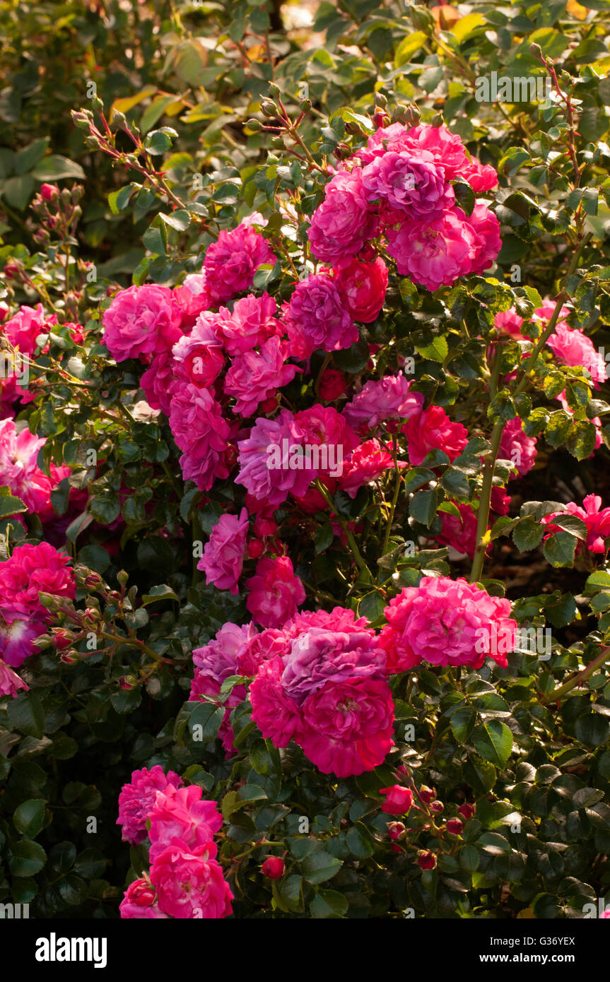 Rosa PINK PEARLS, rose, Easy Elegance , Rosa 'BAIrls' Stock Photo