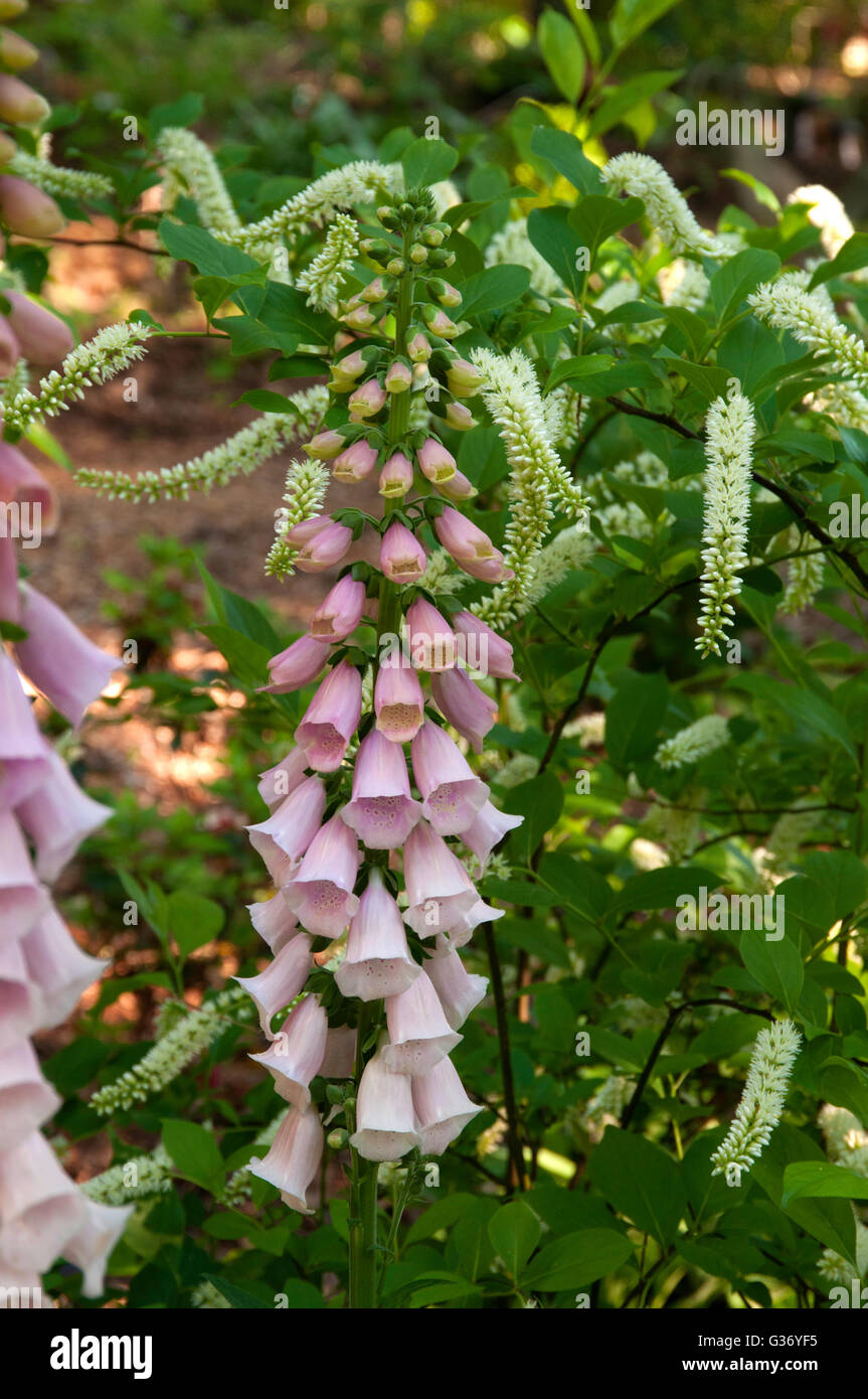 Digitalis, foxlgove, clethra,  Little Henry, , Stock Photo