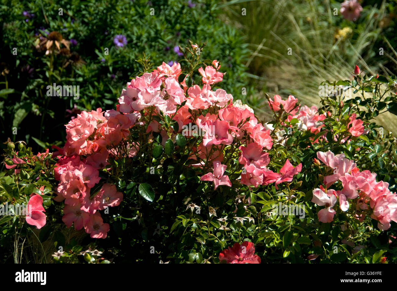Rosa FLOWER CARPET CORAL, Naola, groundcover, Stock Photo