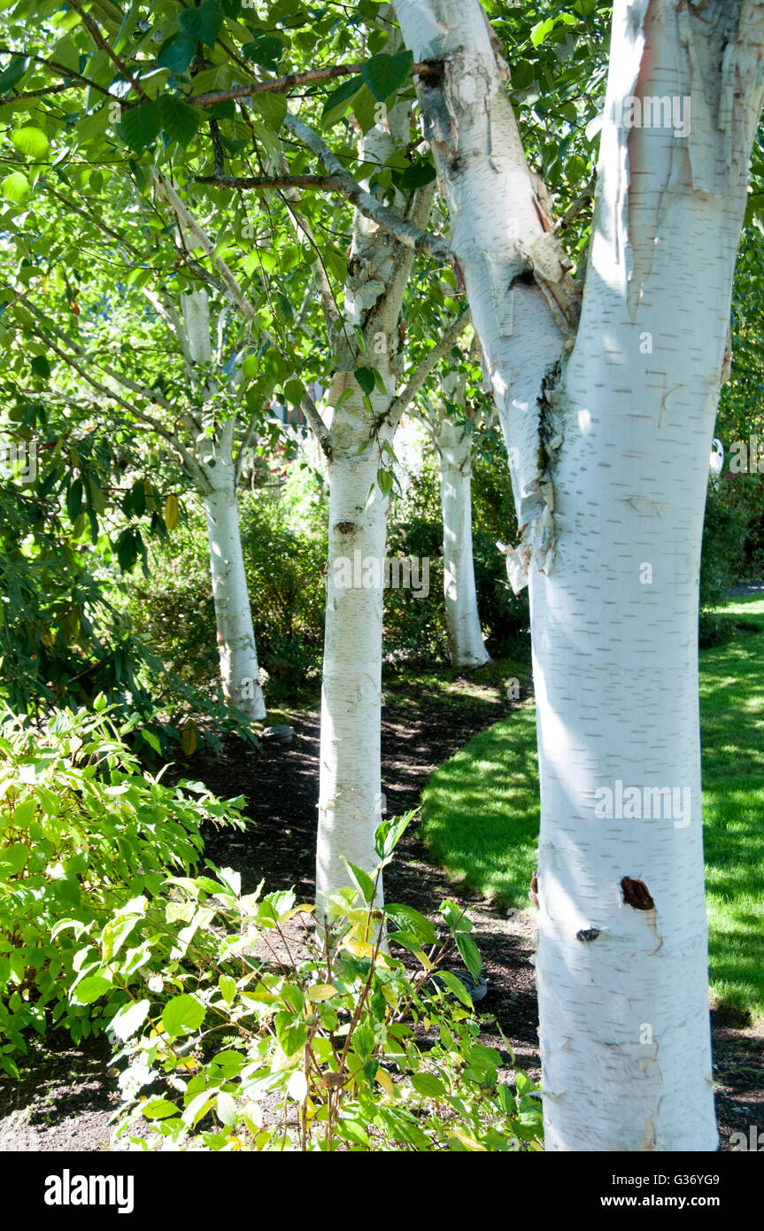 White bark birch trees planted along garden edge, Eugene Oregon Stock Photo