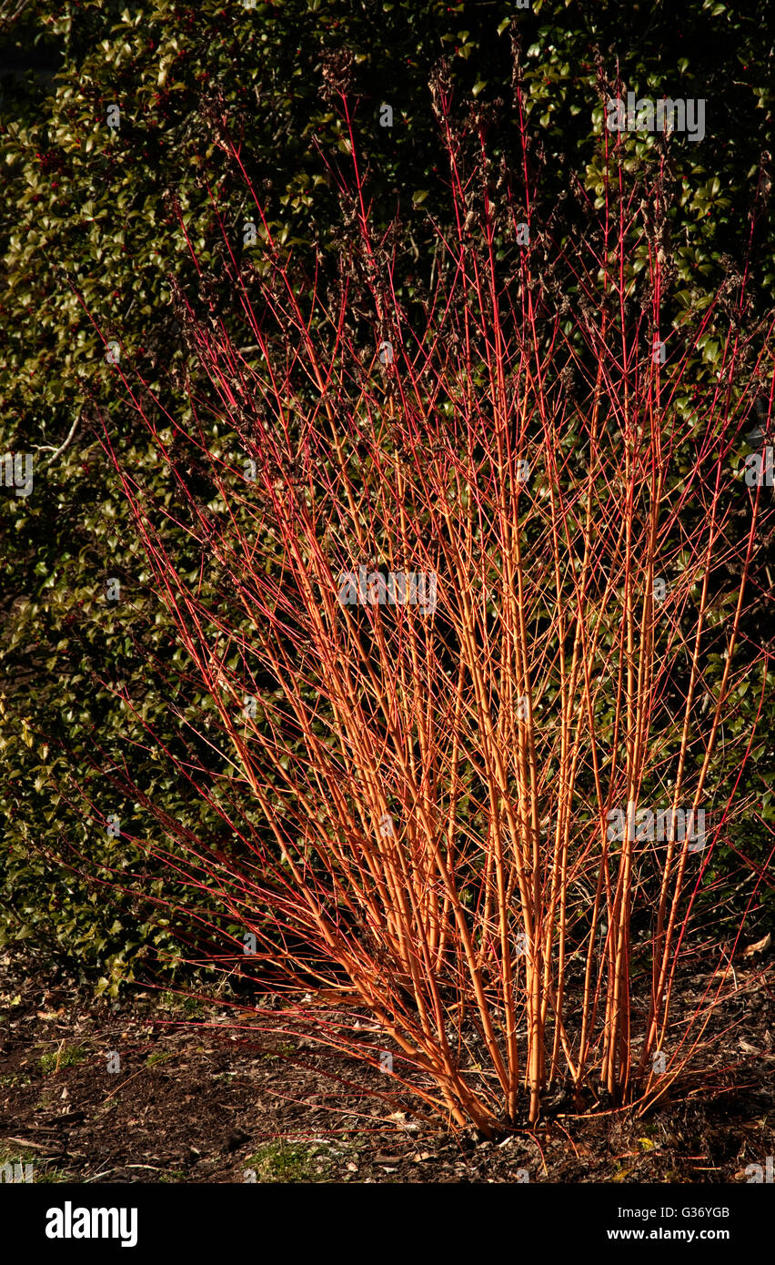 Cornus sanguinea, 'Midwinter Fire', Dogwood 'Midwinter Fire' Stock Photo