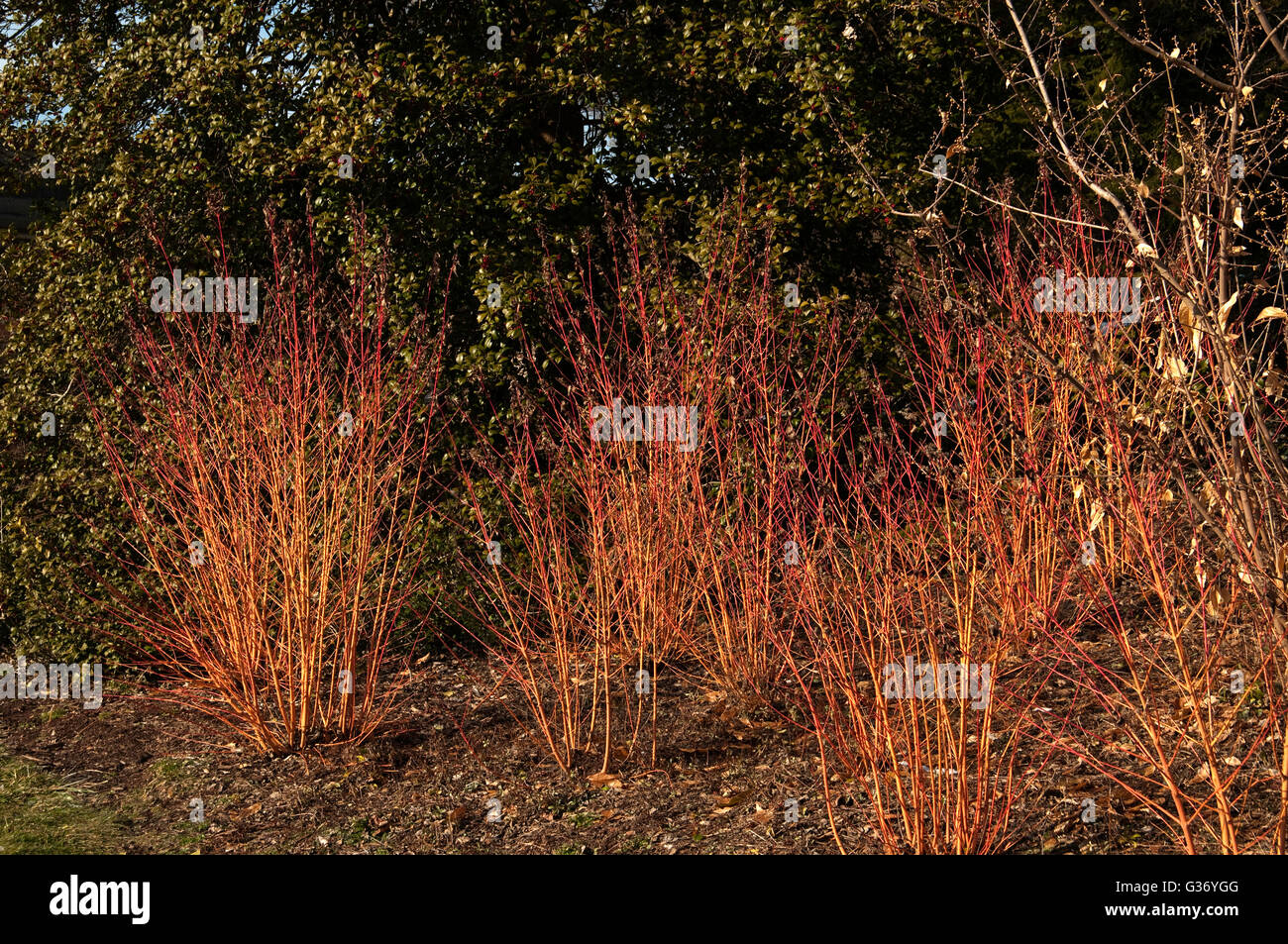 Cornus sanguinea, 'Midwinter Fire', Dogwood 'Midwinter Fire' Stock Photo