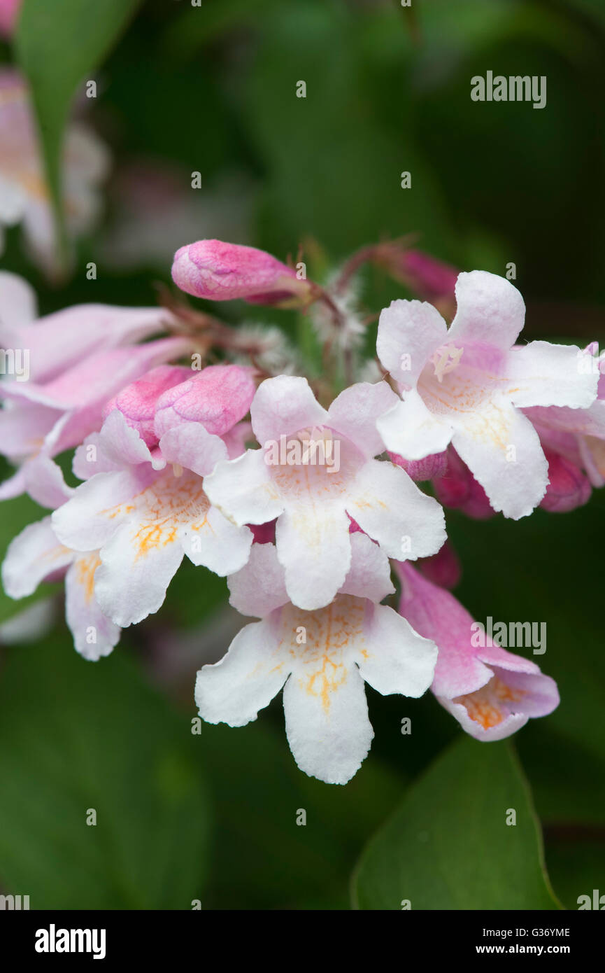 Kolkwitzia Amabilis Pink Cloud . Beauty bush flowers Stock Photo
