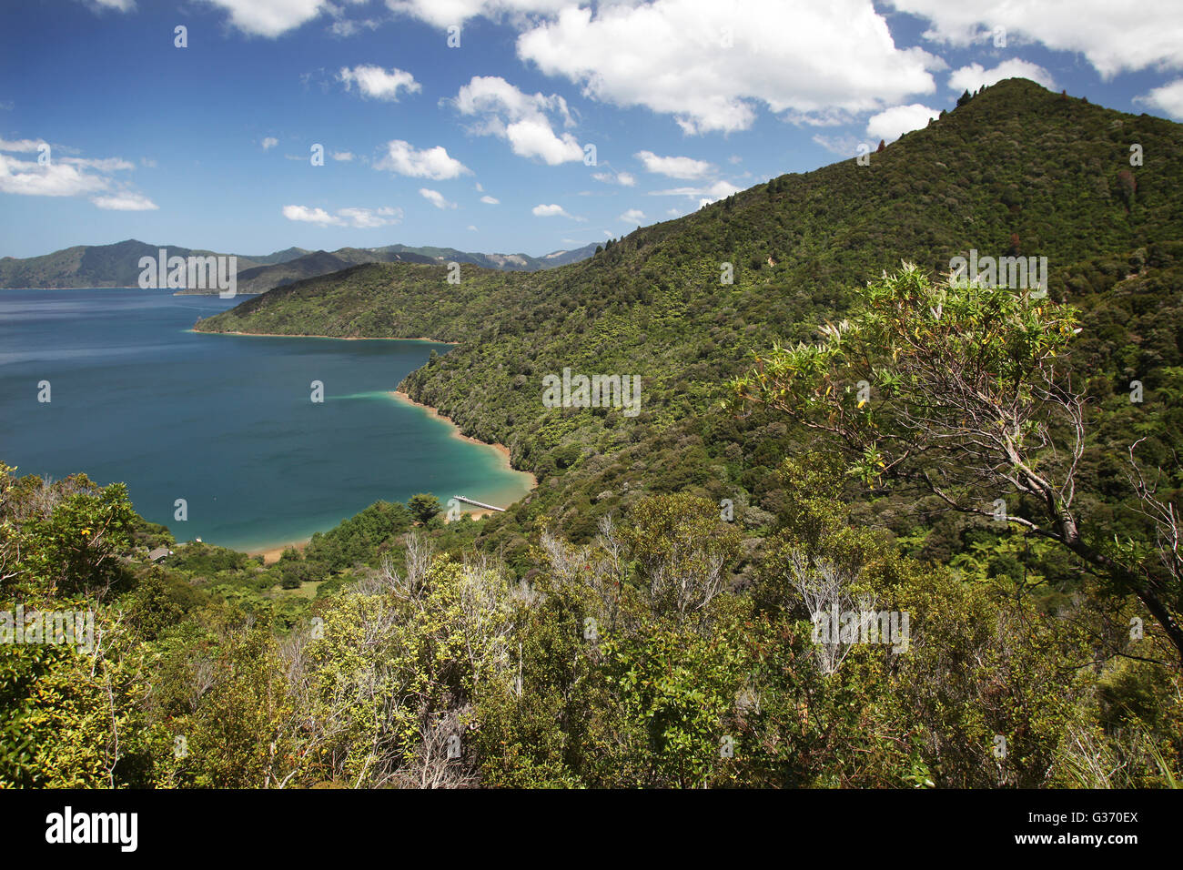 Picture by Tim Cuff - Lush native bush and blue waters viewed from a high point on the Queen Charlotte Track, Marlborough, New Z Stock Photo