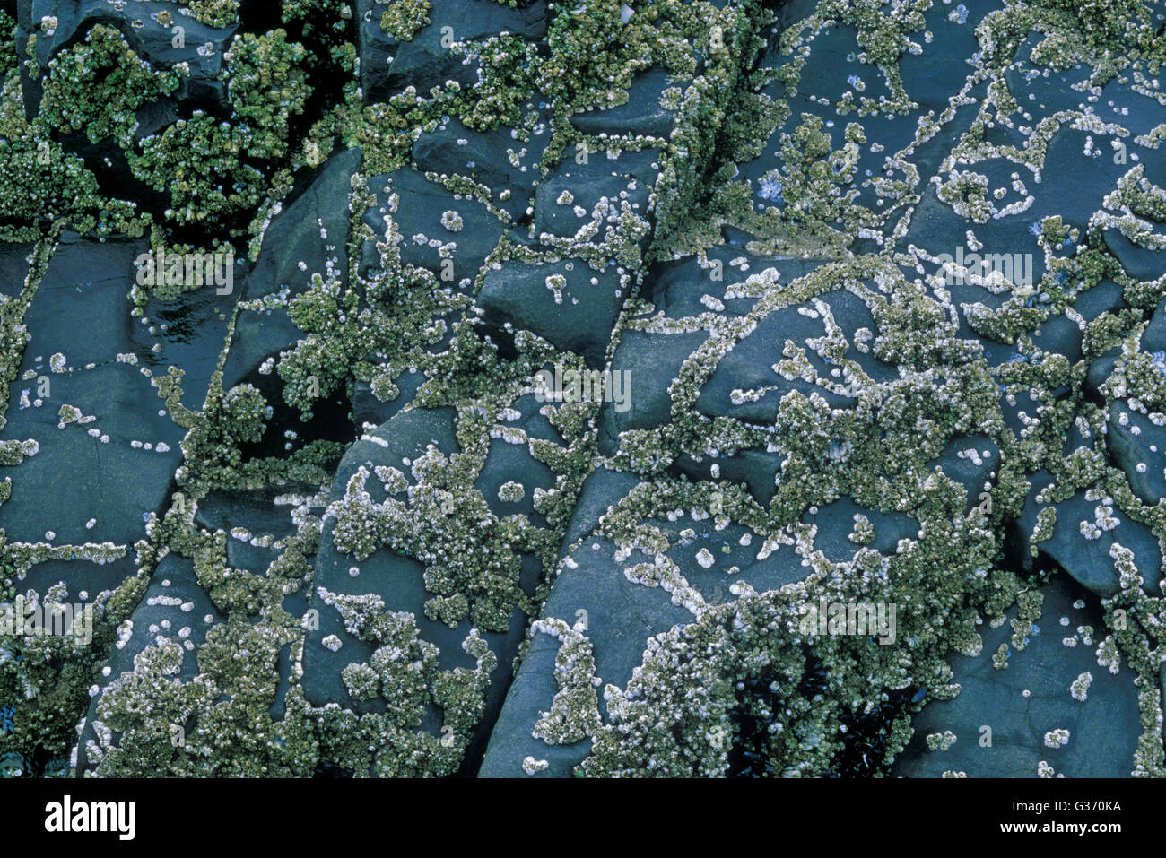 Barnacles and tide pools at Cannon Beach Oregon Stock Photo - Alamy