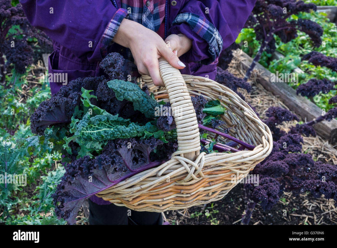 A basket with three different varieties of harvested kale Stock Photo