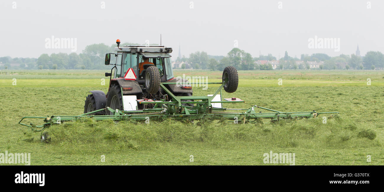 Farmer uses tractor to spread hay on the field where it will dry Stock