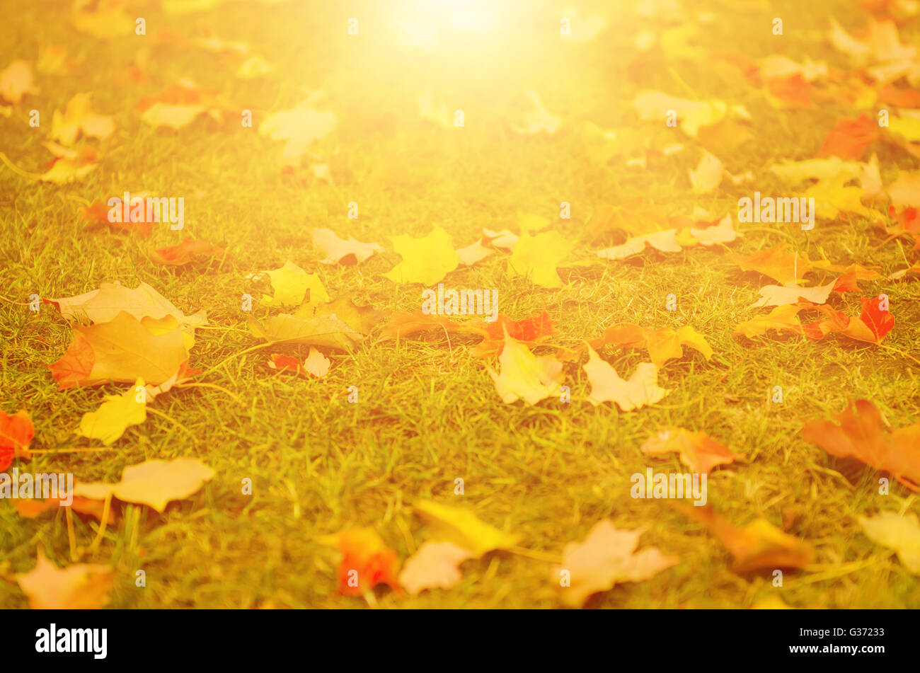 Carpet of leaves with sun ray hi-res stock photography and images - Alamy