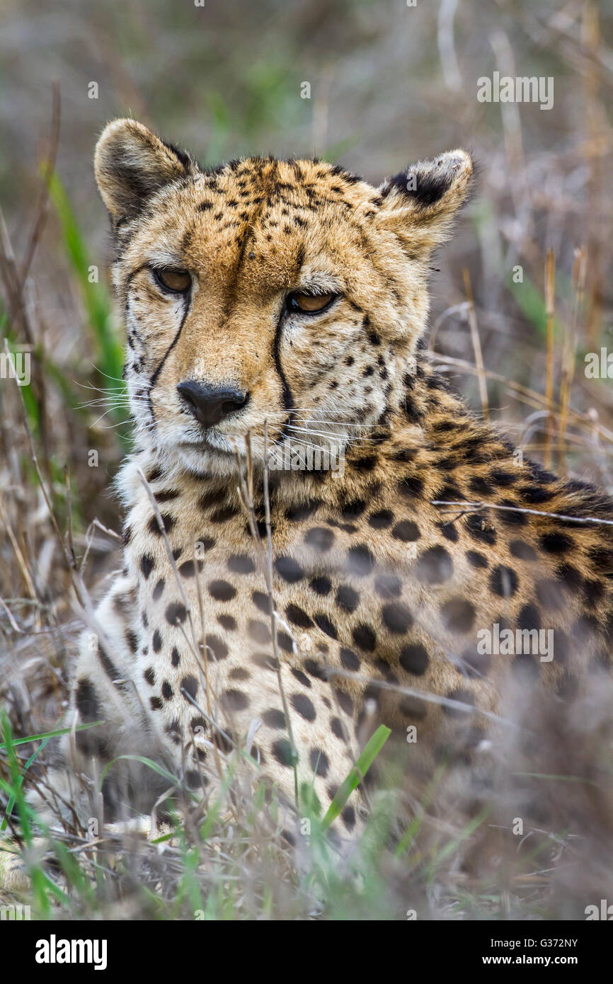 Cheetah in Kruger national park, South Africa ; Specie Acinonyx jubatus family of felidae Stock Photo